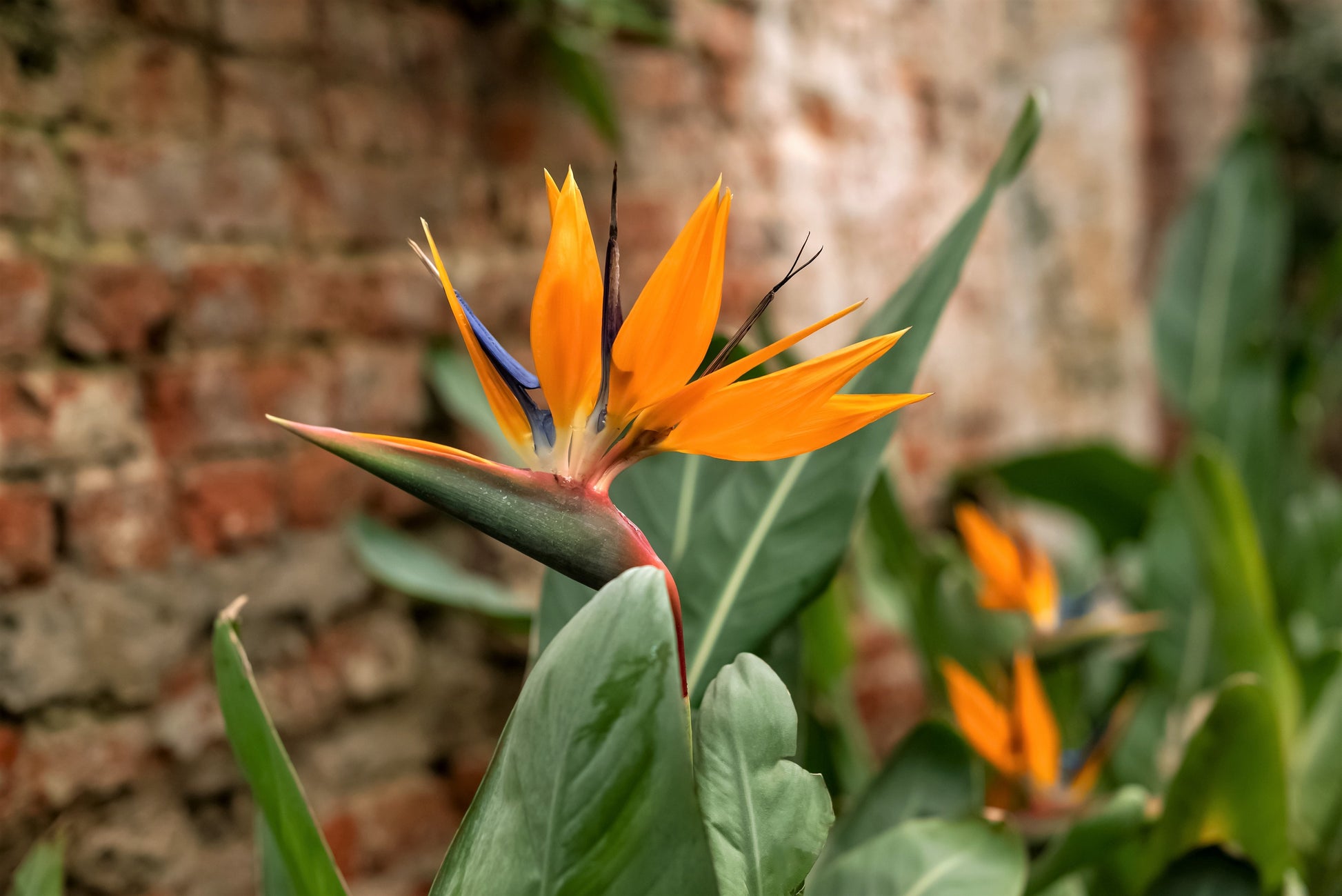 tropical plant seeds usa 5 TROPICAL BIRD OF PARADISE Strelitzia Reginae Crane Flower Houseplant Seeds