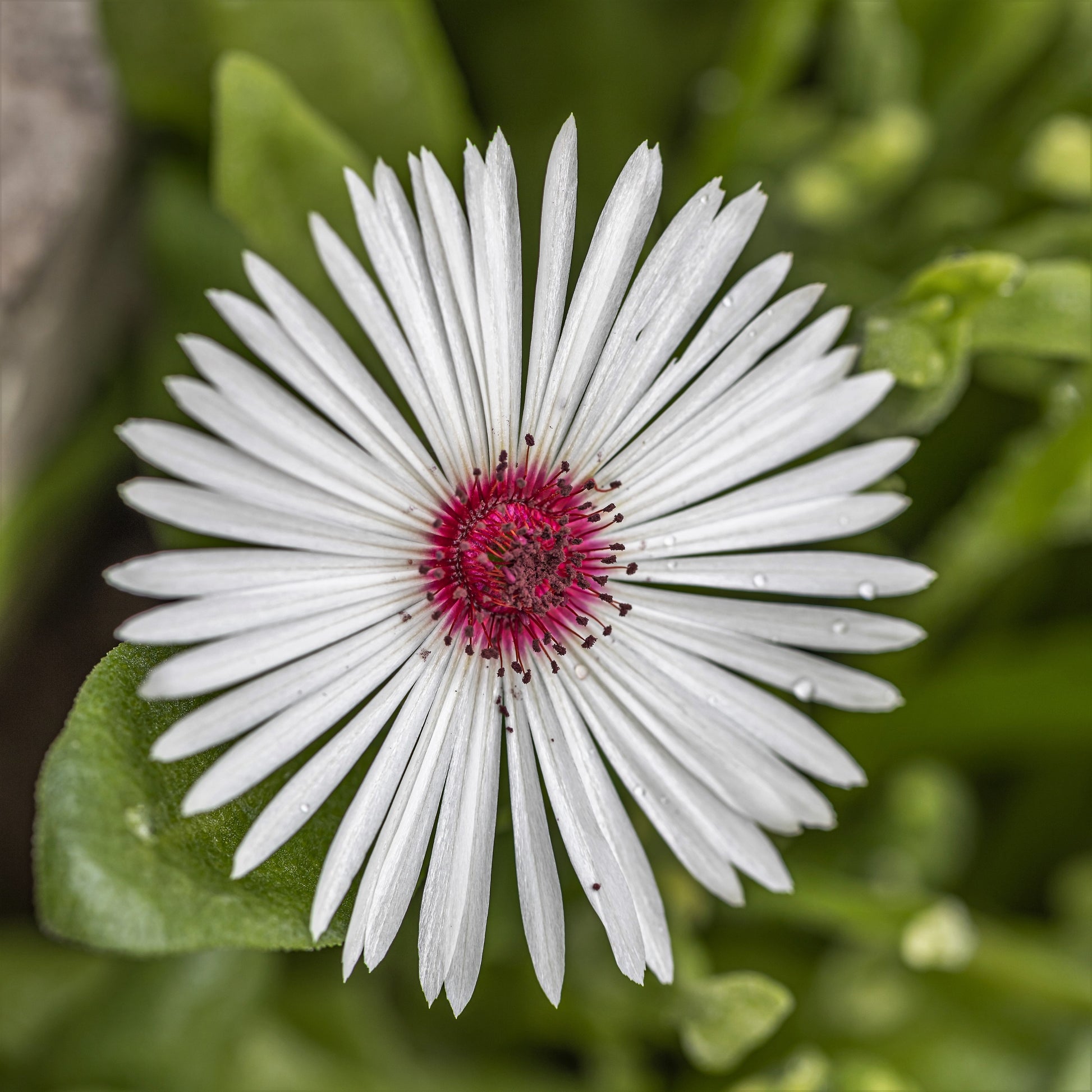 ice plant seeds bulk 100 Gelato WHITE ICE PLANT Mesembryanthemum Livingstone Daisy Flower Seeds
