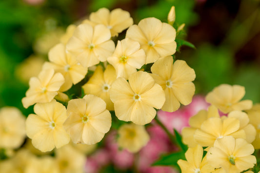 100 YELLOW BEAUTY PHLOX Drummondii Nana Compacta Short Dwarf Flower Seeds