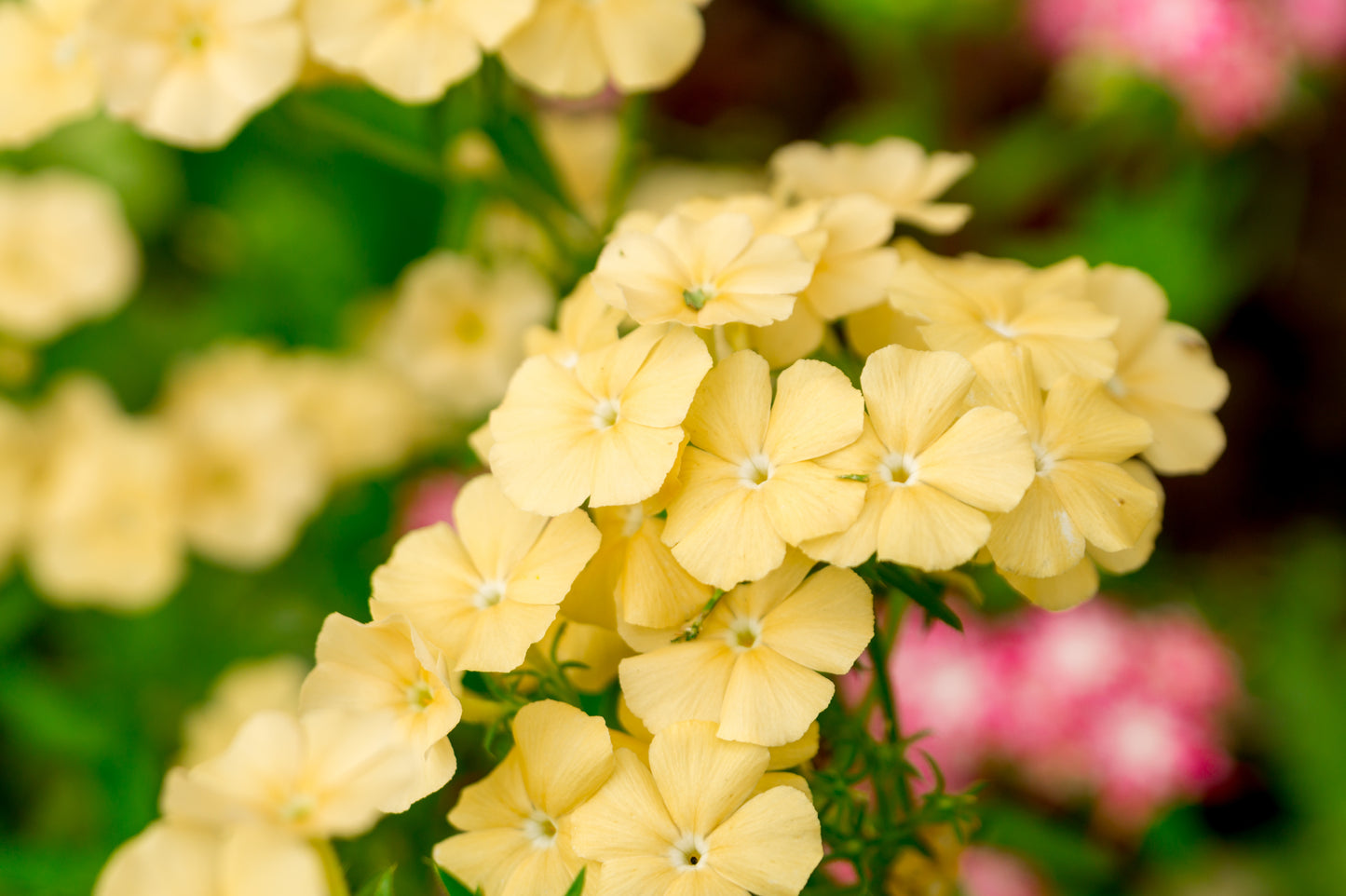 100 YELLOW BEAUTY PHLOX Drummondii Nana Compacta Short Dwarf Flower Seeds