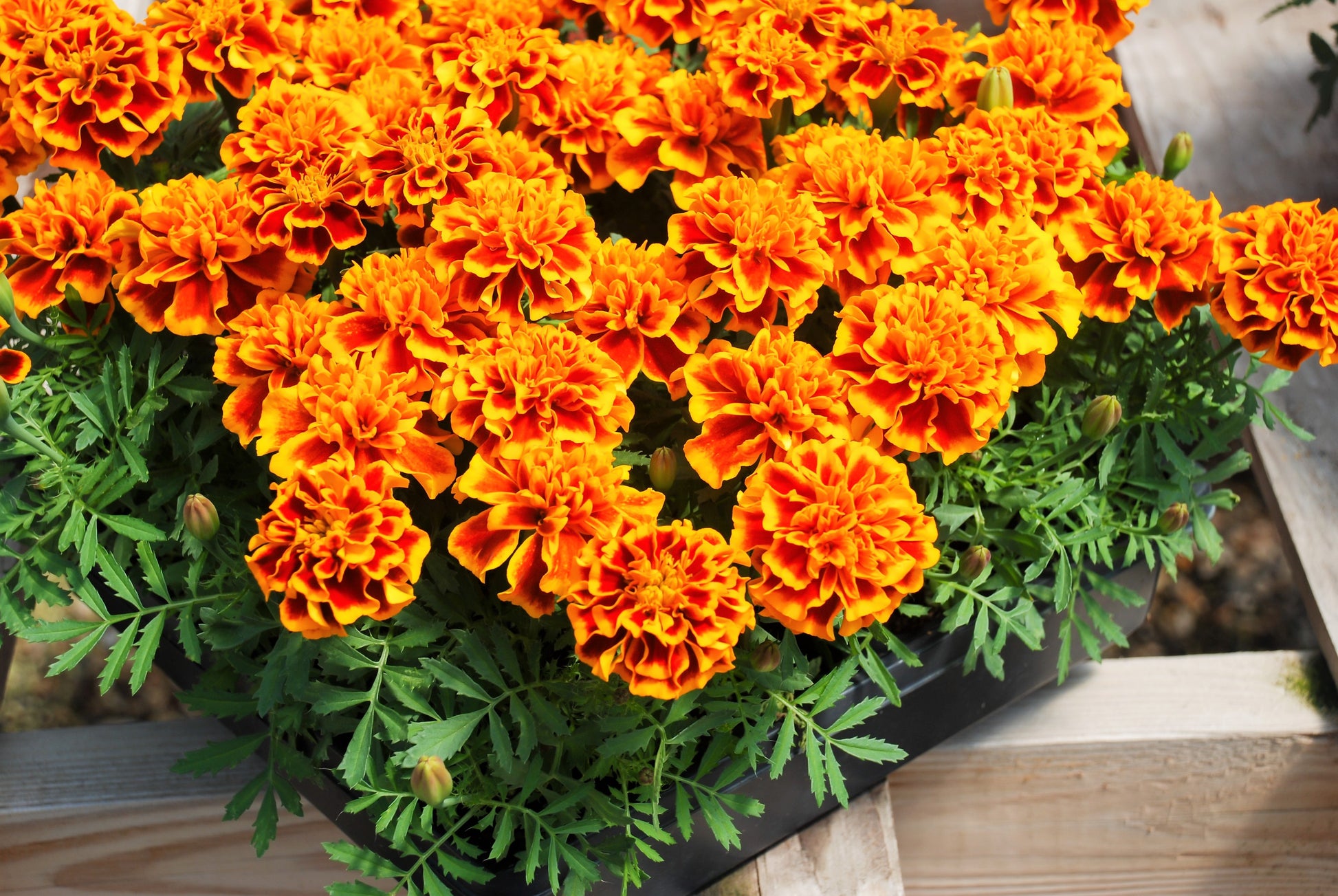 cost of marigold seeds 400 FRENCH MARIGOLD SPARKY Mixed Colors Tagetes Patula Orange Yellow R – Seedville USA