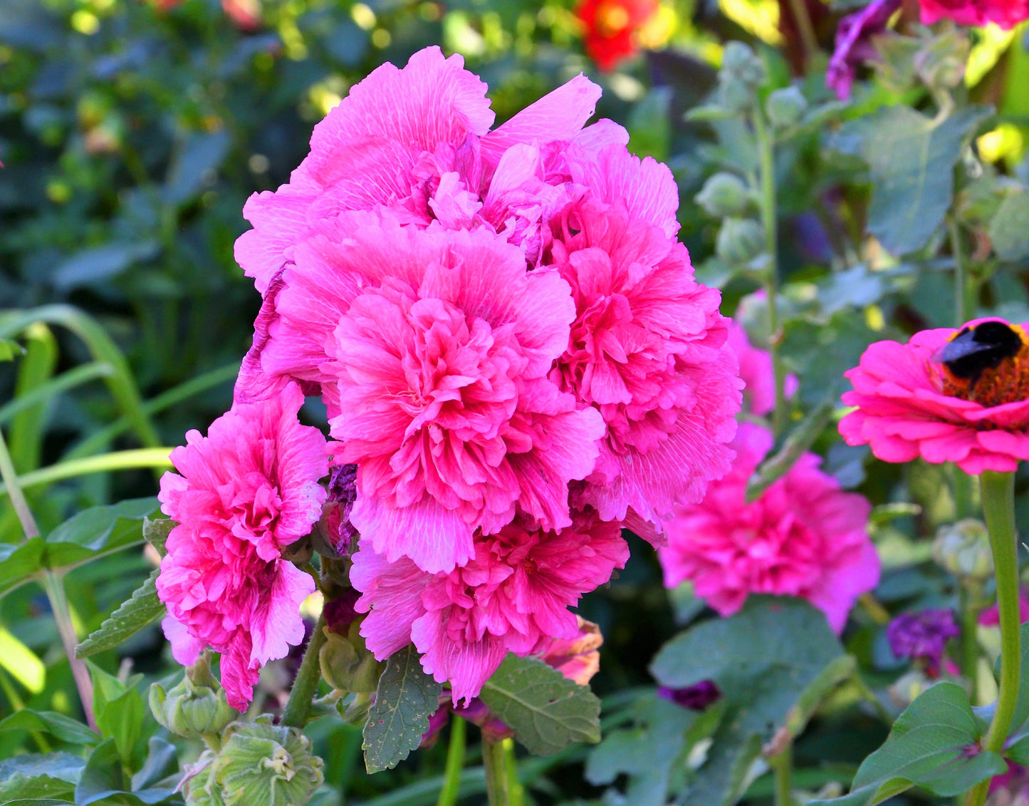 50 SUMMER CARNIVAL HOLLYHOCK Double Mixed Colors Red Pink White Yellow Peach Alcea Rosea Flower Seeds