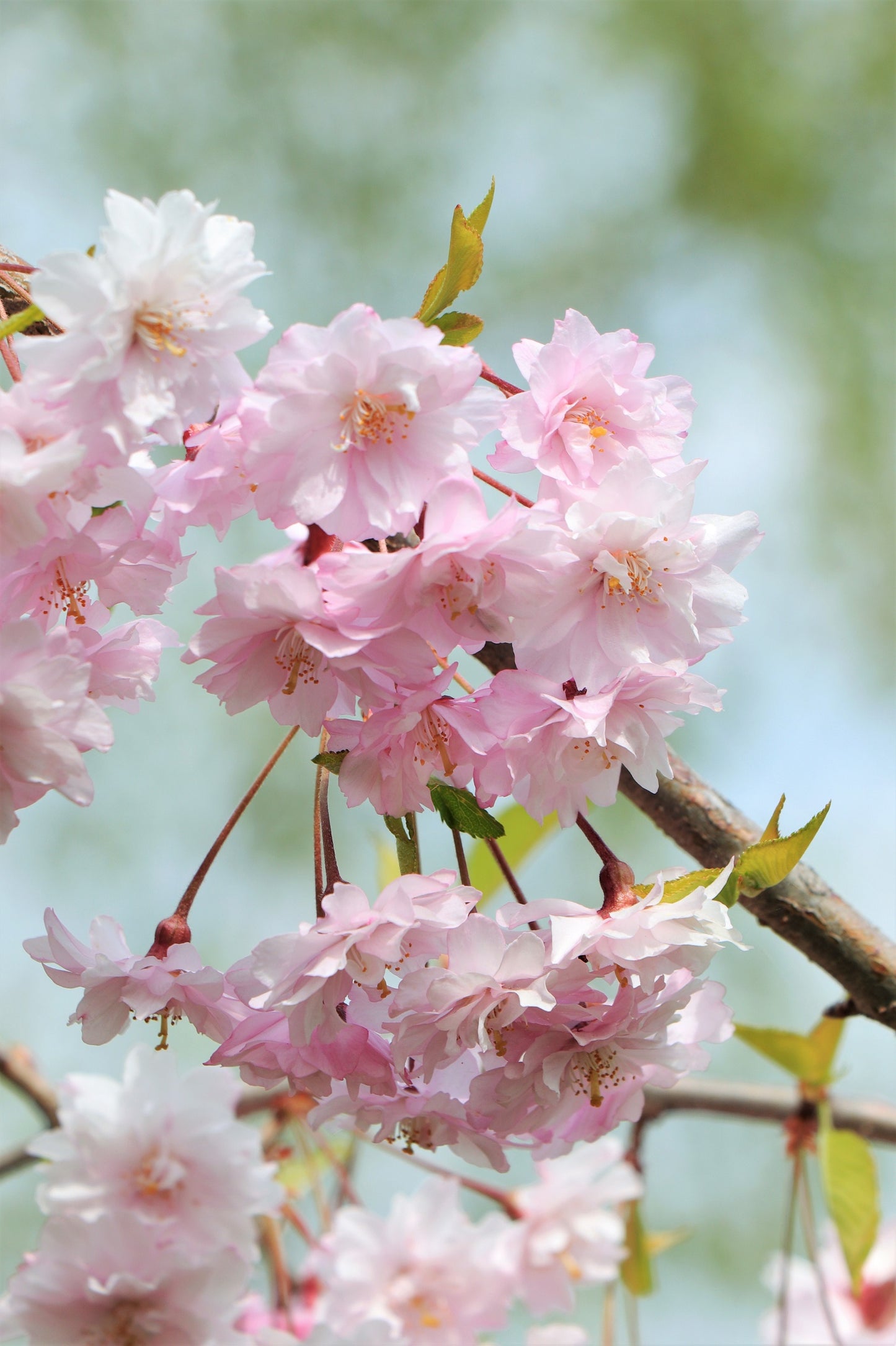 10 Japanese MOUNTAIN CHERRY Hill Cherry Prunus Serrulata Spontanea Pink & White Flowers Red Fruit Tree Seeds