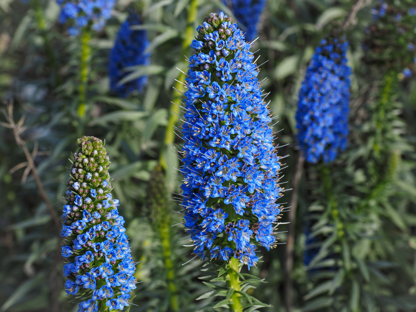 50 Blue PRIDE OF MADEIRA Echium Candicans Fastuosum Nectar Flower Seeds