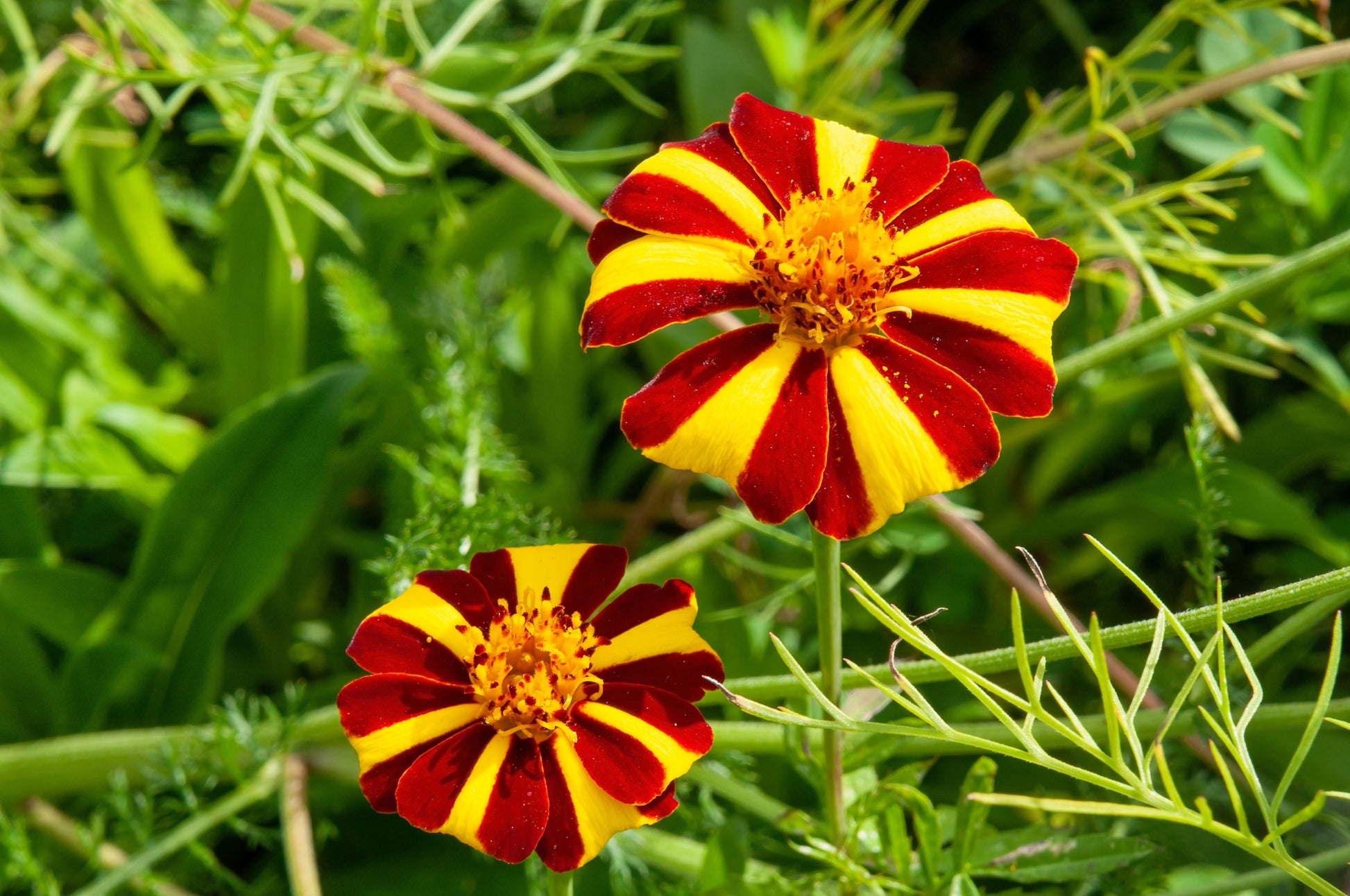 jolly jester marigold seeds 100 COURT JESTER MARIGOLD French Tagetes Patula Nana Red Yellow Striped Flower Seeds
