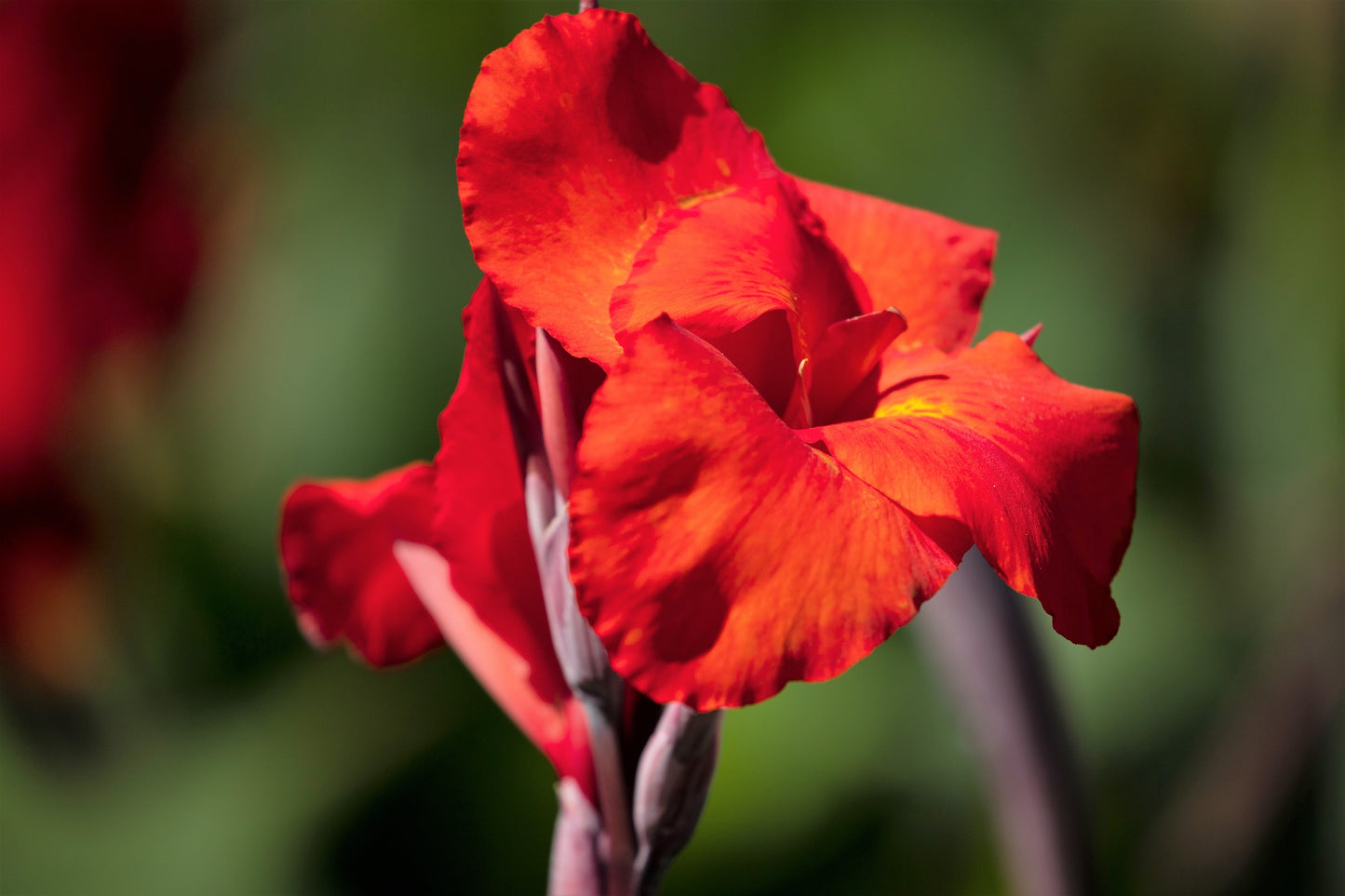 5 RED CANNA LILY Indian Shot Canna Indica Flower Seeds