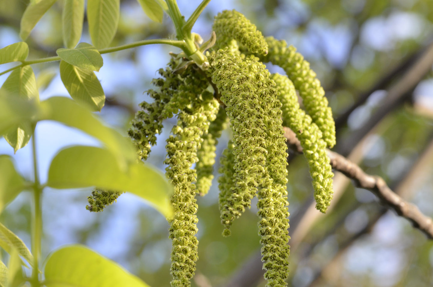 5 ENGLISH WALNUT aka Common, Hardy Carpathian, Persian Nut Fruit Tree Juglans Regia Orientis Seeds