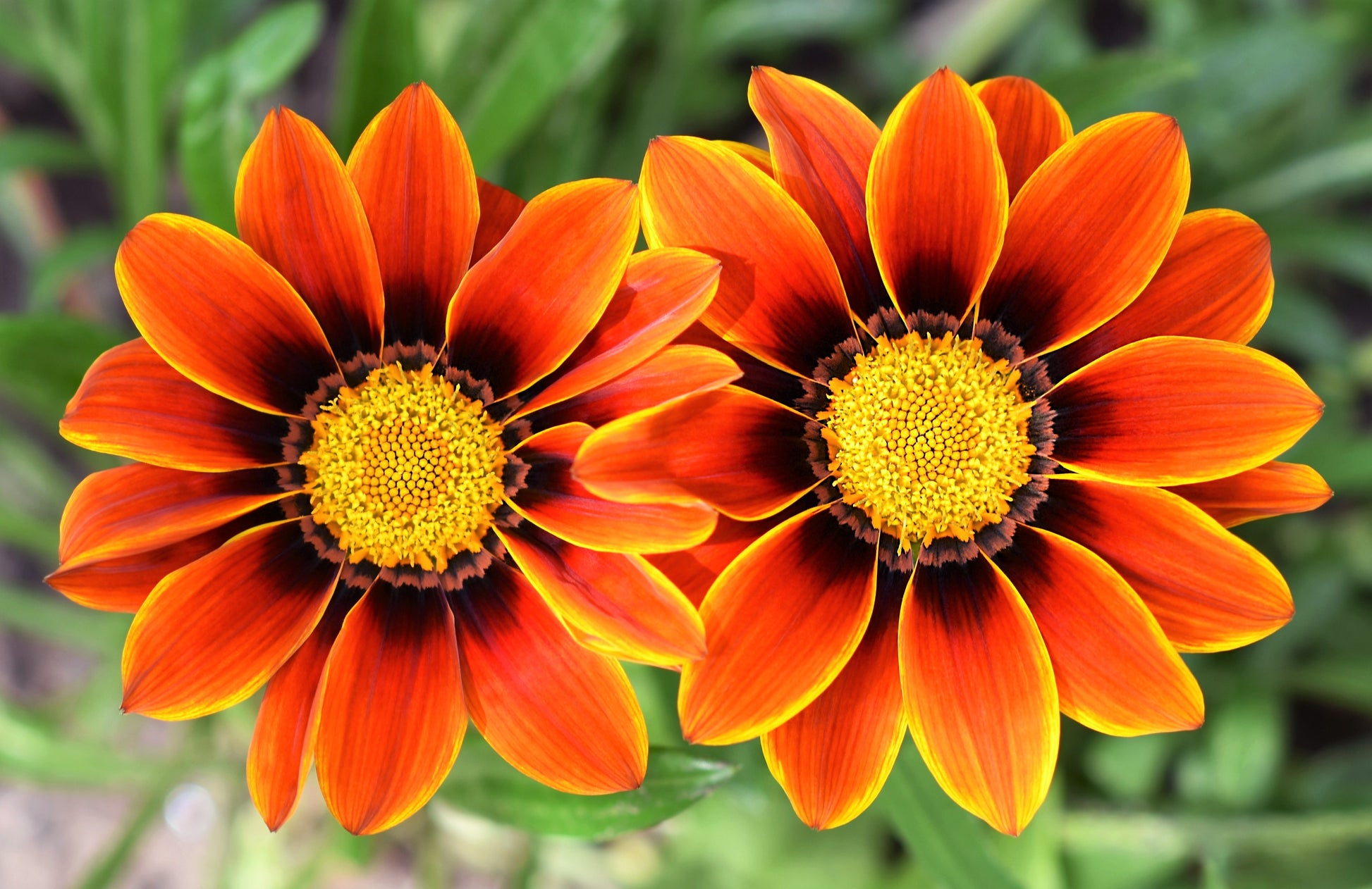 treasure flower seeds 30 Mixed Colors GAZANIA Rigens Treasure Flower Seeds
