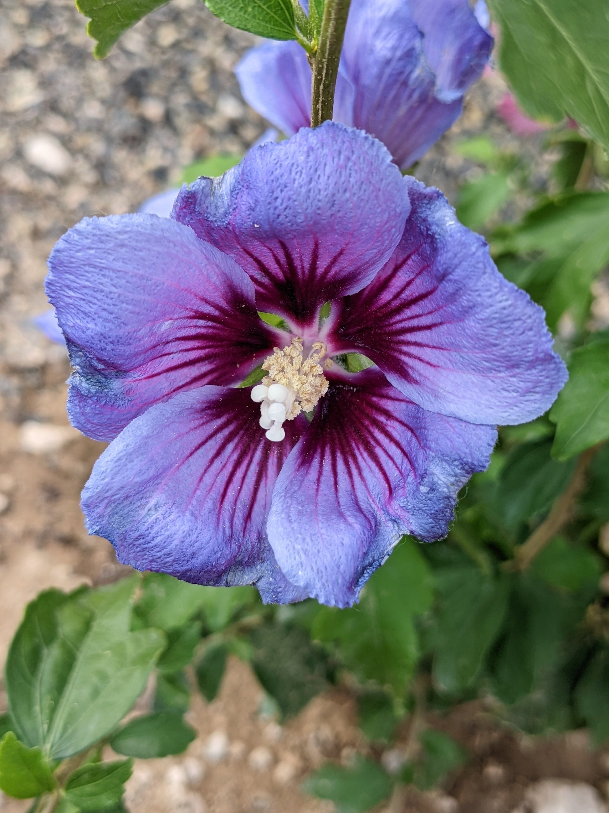 rose of sharon tree seeds 25 Purple ROSE Of SHARON HIBISCUS Syriacus Flower Tree Bush Seeds