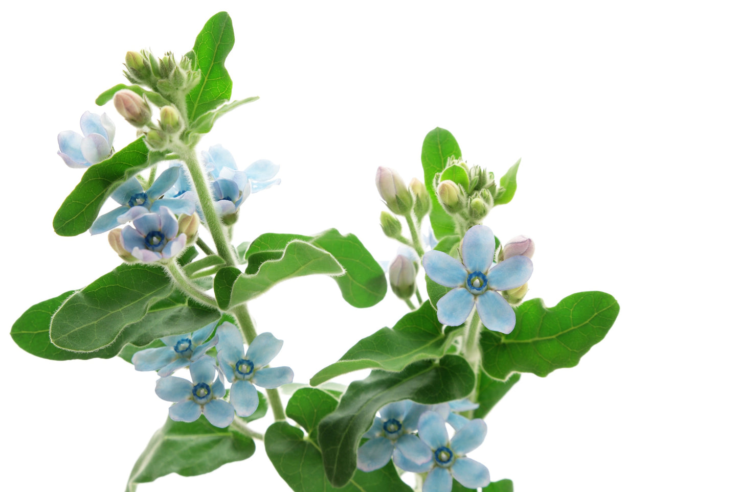 10 TWEEDIA BLUE MILKWEED Southern Star of Argentine Tweedia Caerulea syn. Oxypetalum Flower Vine Seeds