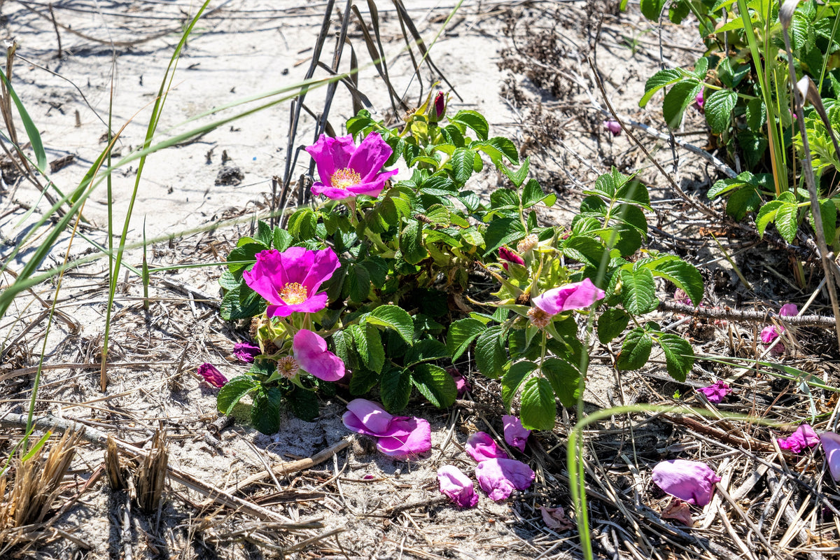 Sand Roses Pretty 50 Pink BEACH ROSE aka Seaside or Sand Rose, Beach Tomato Rosa Rugosa ...