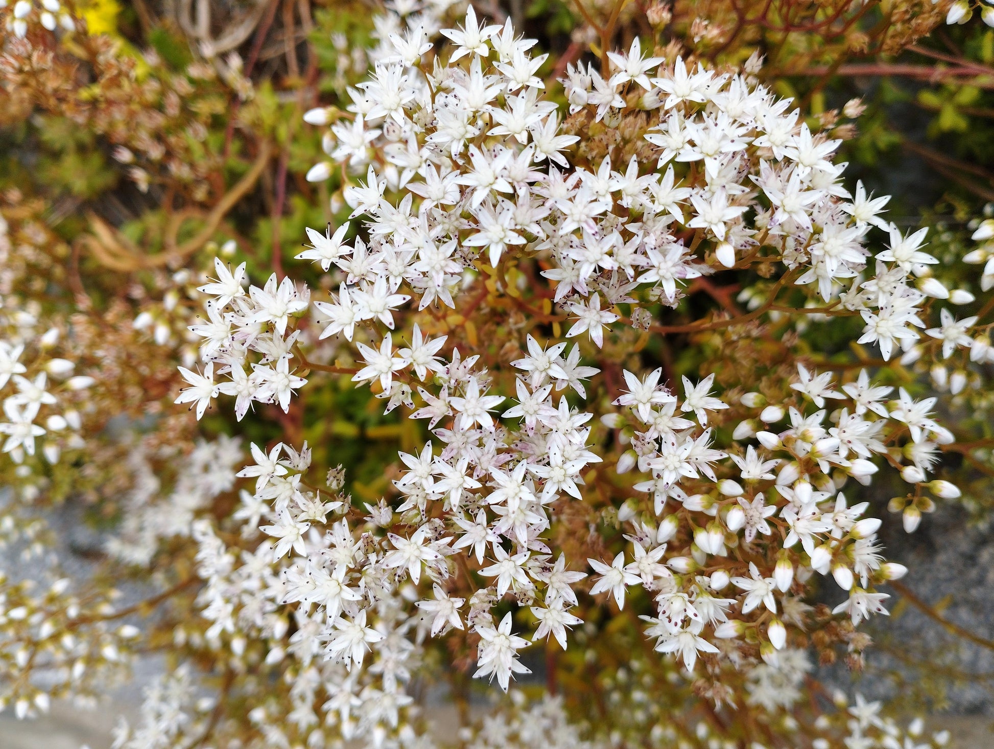 succulent ground cover with white flowers 150 MIXED SEDUM Stonecrop Succulent Groundcover Red White Yellow Pink – Seedville USA