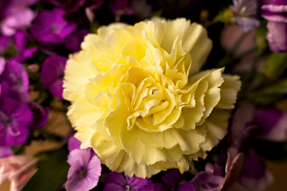 Carnation Randal Yellow Carnation Flower Bouquet