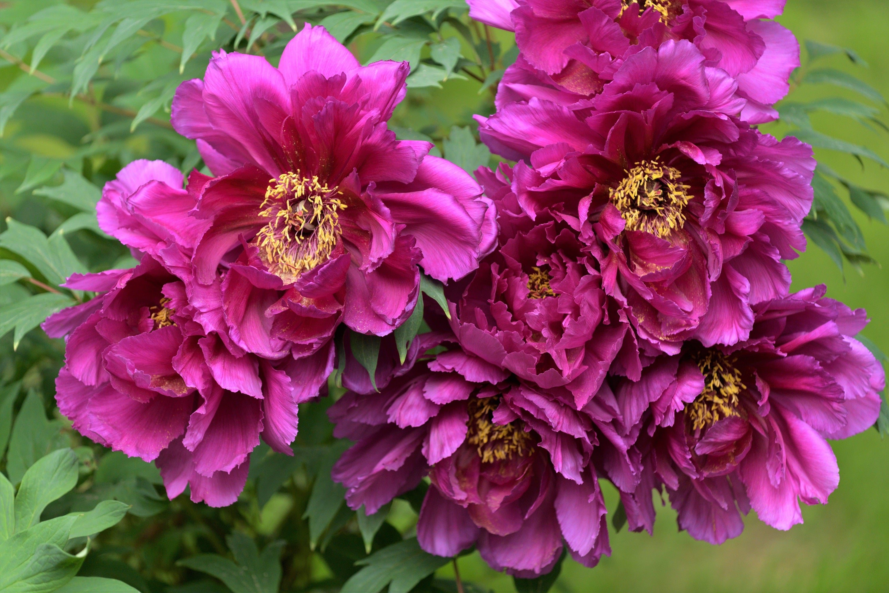 10 TREE PEONY Mountain Paeony Paeonia Suffruticosa Arborea Mixed