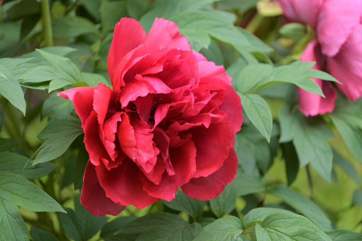 10 Tree Peony Mountain Paeonia Suffruticosa Arborea Color Mix 10 Tree Peony Mountain Paeonia Suffruticosa Arborea Color Mix