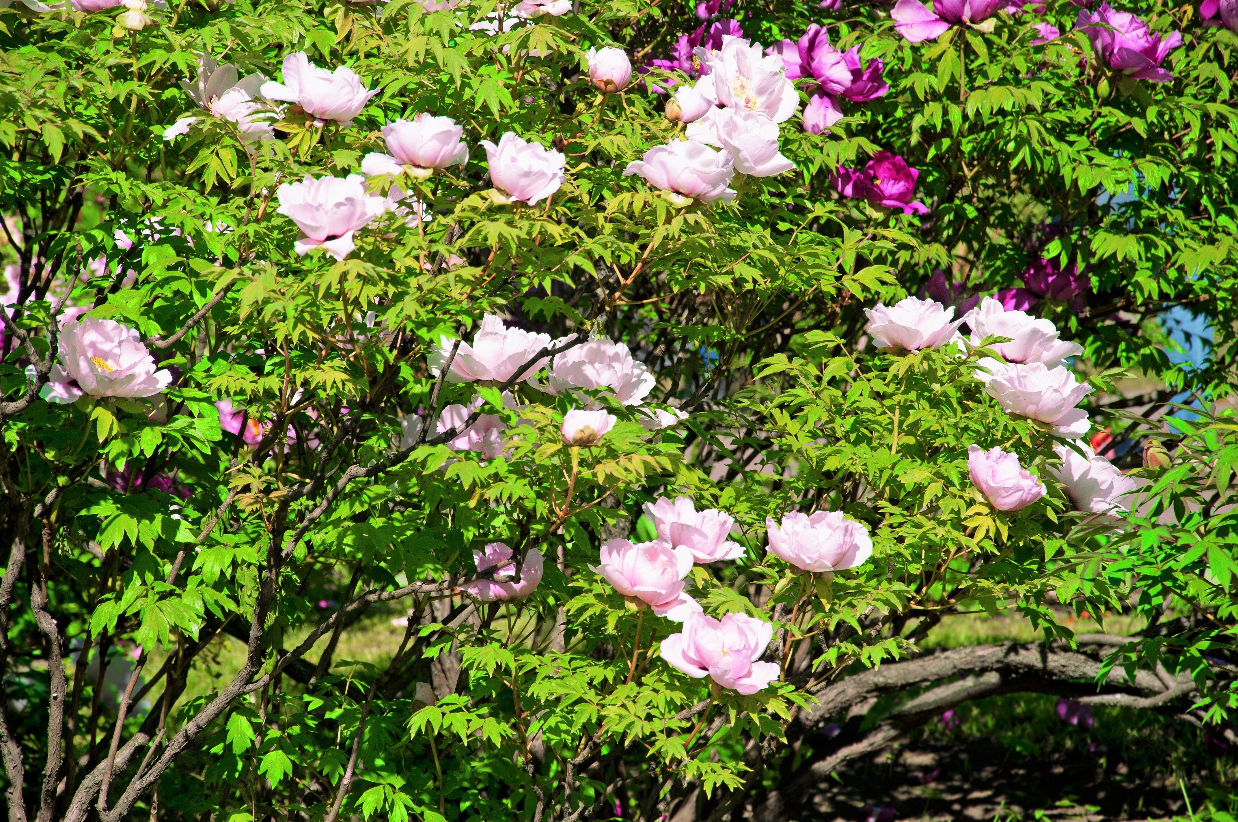 10 TREE PEONY Mountain Paeony Paeonia Suffruticosa Arborea Mixed