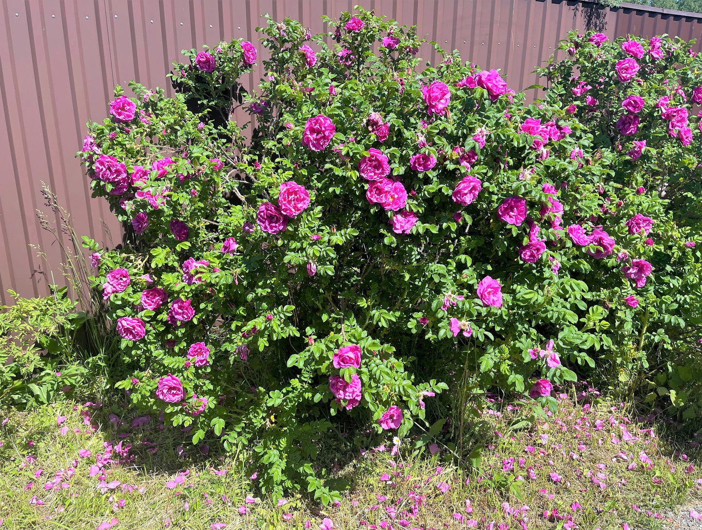 50 Pink BEACH ROSE aka Seaside or Sand Rose, Beach Tomato Rosa Rugosa Huge Red Hips Flower Seeds