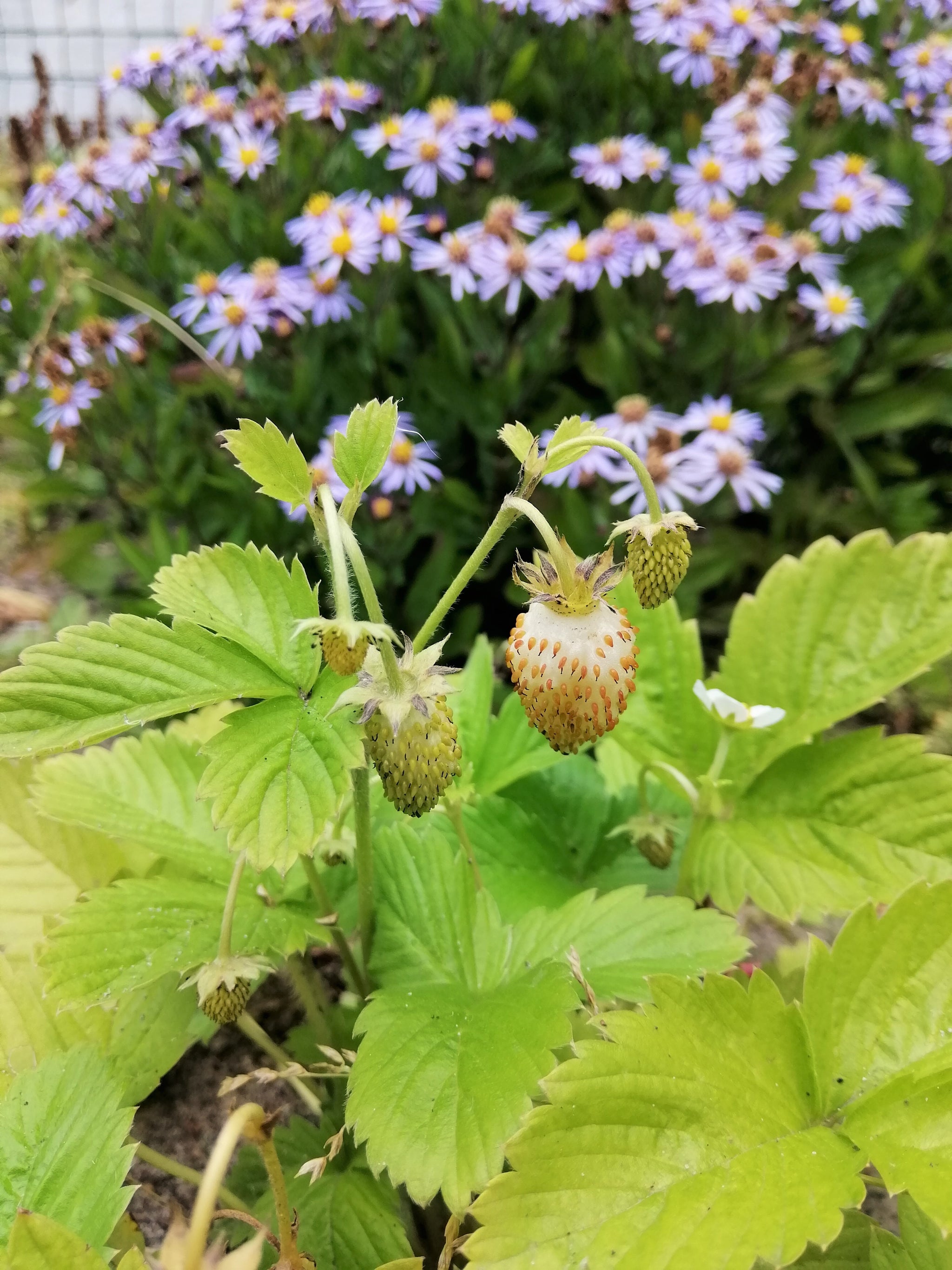 Fragaria vesca Yellow Wonder - Muller Seeds Fragaria vesca Yellow Wonder - Muller Seeds