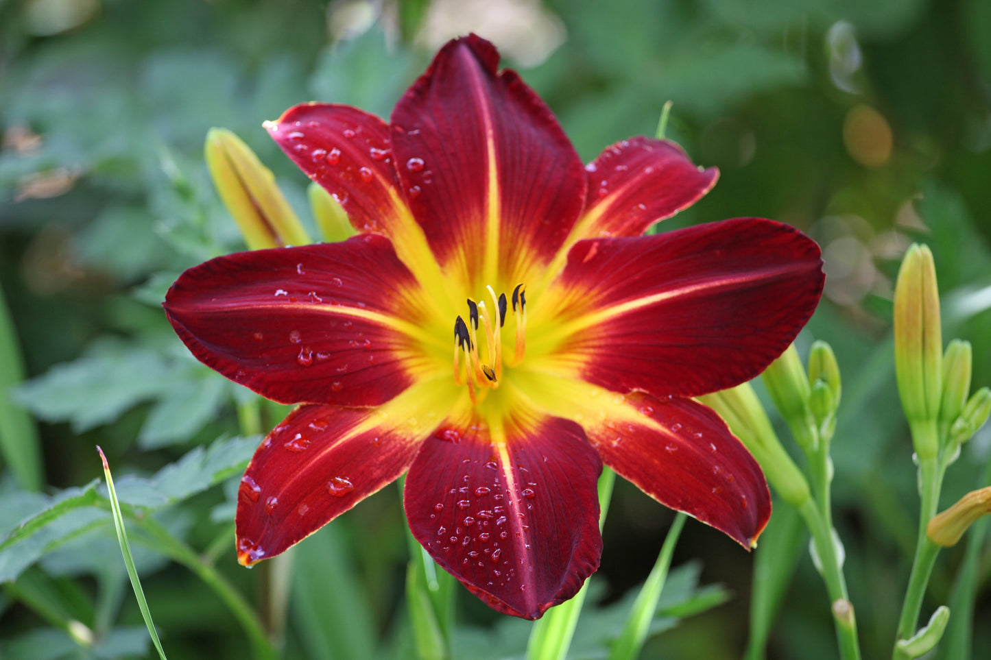 10 MIXED COLORS DAYLILY Hemerocallis Day Lily Fine Mix Red Purple Flower Seeds
