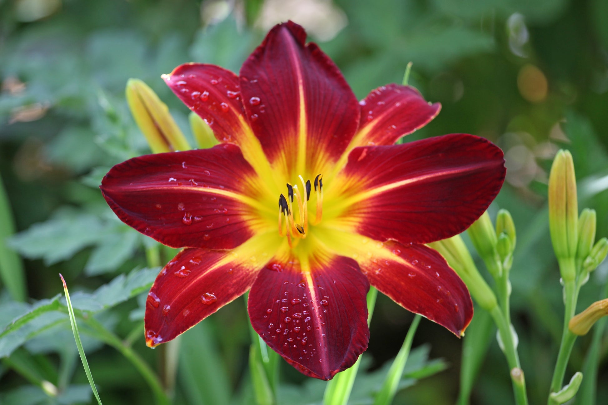 day lilies flower 10 MIXED COLORS DAYLILY Hemerocallis Day Lily Fine Mix Red Purple Flow – Seedville USA