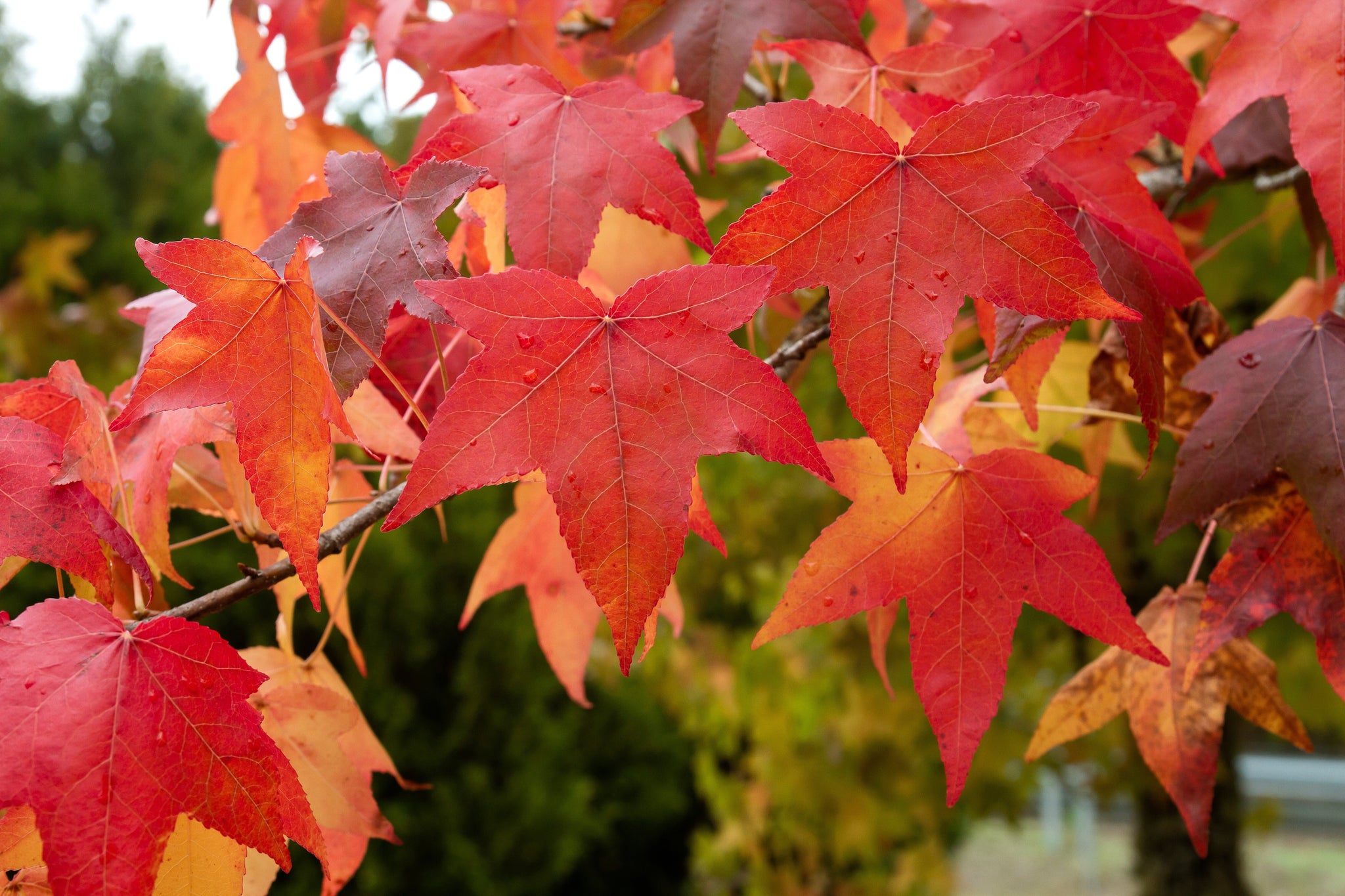 50 AMERICAN SWEETGUM Liquidambar Styraciflua Storax Alligator Sweet Gu ...