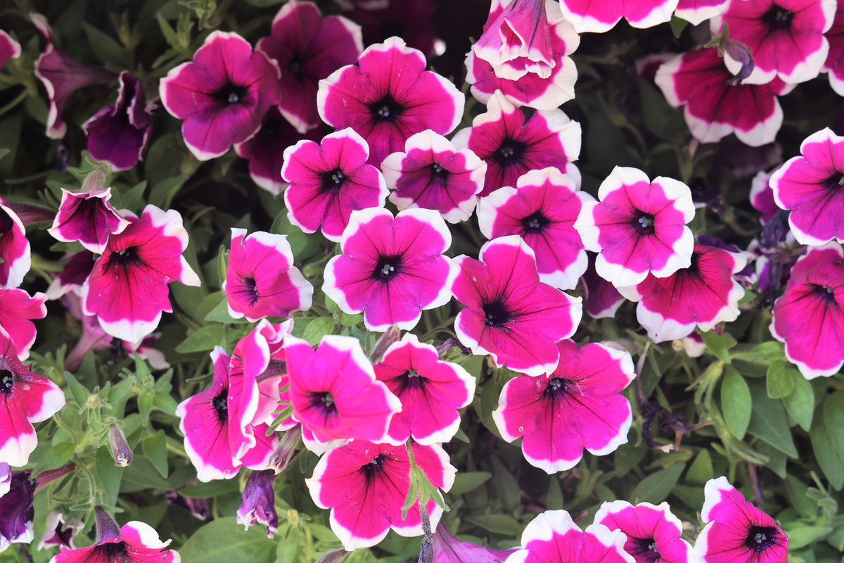 50 PICOTEE MIX PETUNIA Multiflora Mixed Colors Bicolor White Blue Purp ...