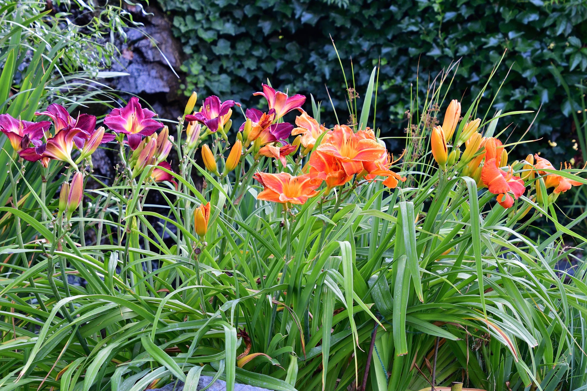 lily day flower 10 MIXED COLORS DAYLILY Hemerocallis Day Lily Fine Mix Red Purple Flower Seeds