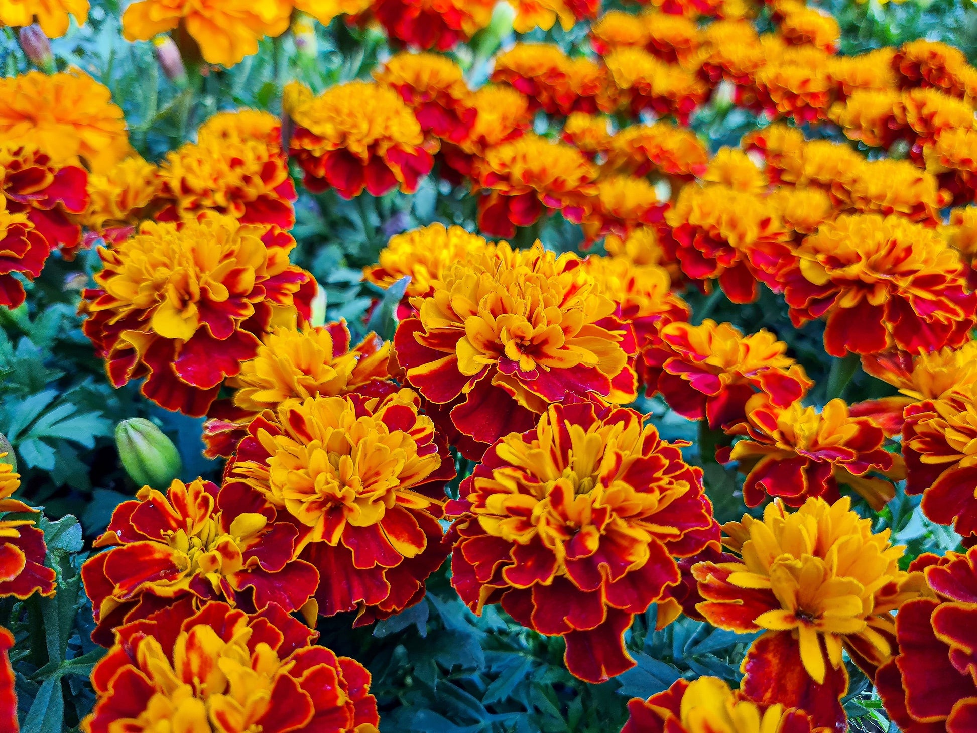 marigold bulk seeds 400 FRENCH MARIGOLD SPARKY Mixed Colors Tagetes Patula Orange Yellow R – Seedville USA