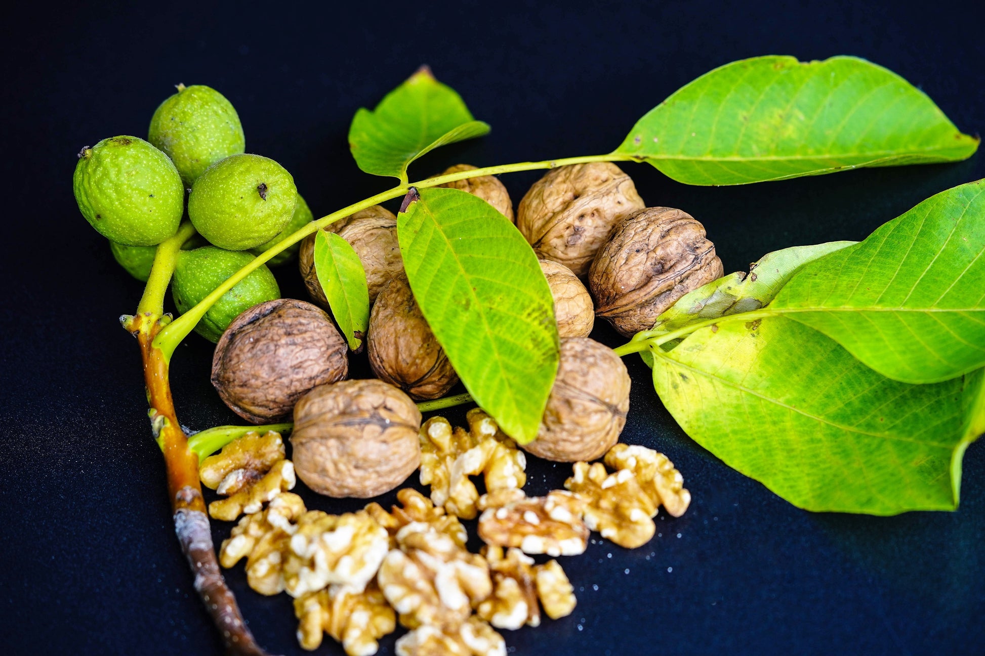 walnut seeds for planting 5 ENGLISH WALNUT aka Common, Hardy Carpathian, Persian Nut Fruit Tree – Seedville USA