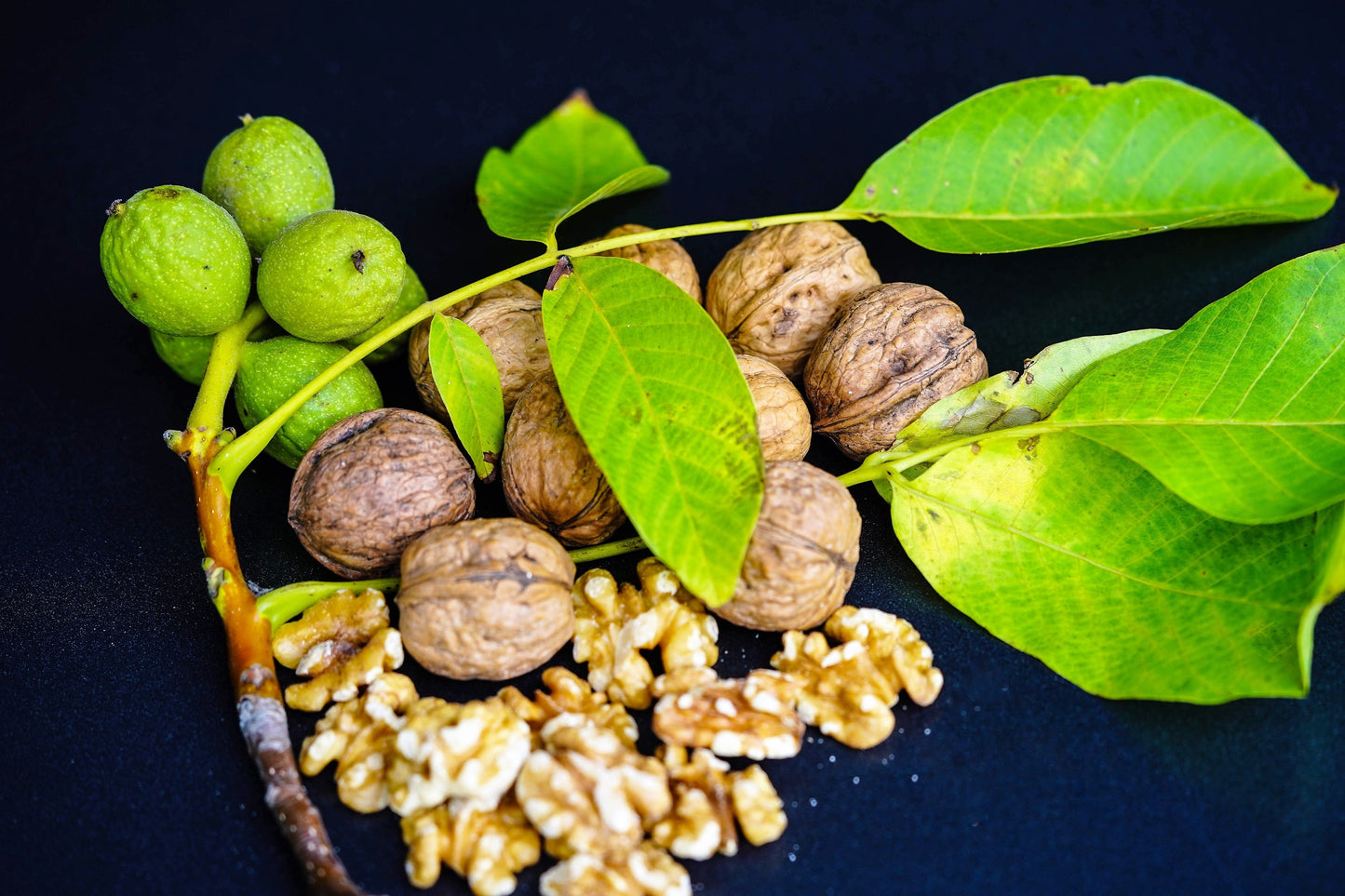 5 ENGLISH WALNUT aka Common, Hardy Carpathian, Persian Nut Fruit Tree Juglans Regia Orientis Seeds