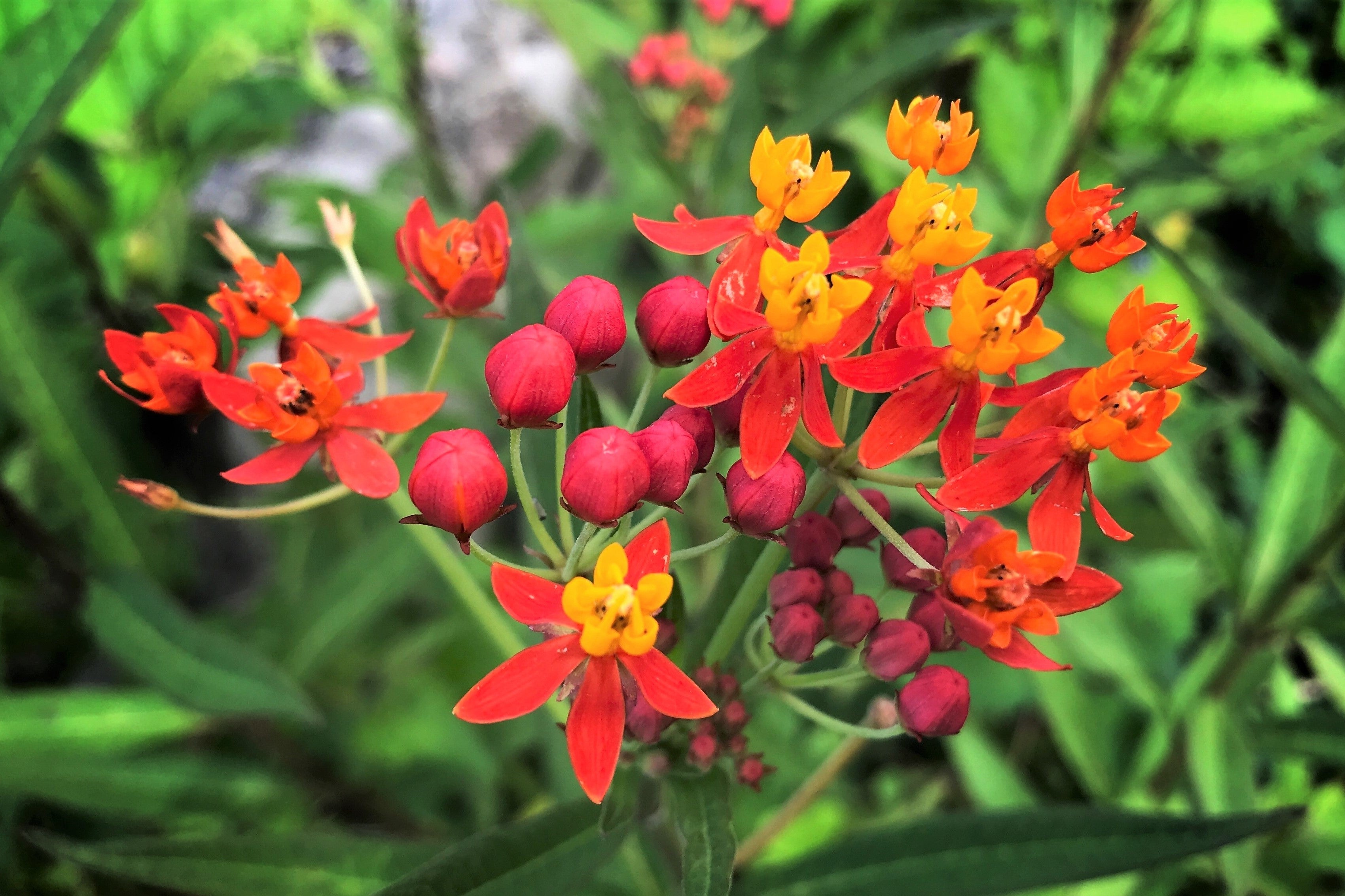 100 SUNSET MILKWEED Asclepias Curassavica Scarlet Blood Flower Red Ora ...