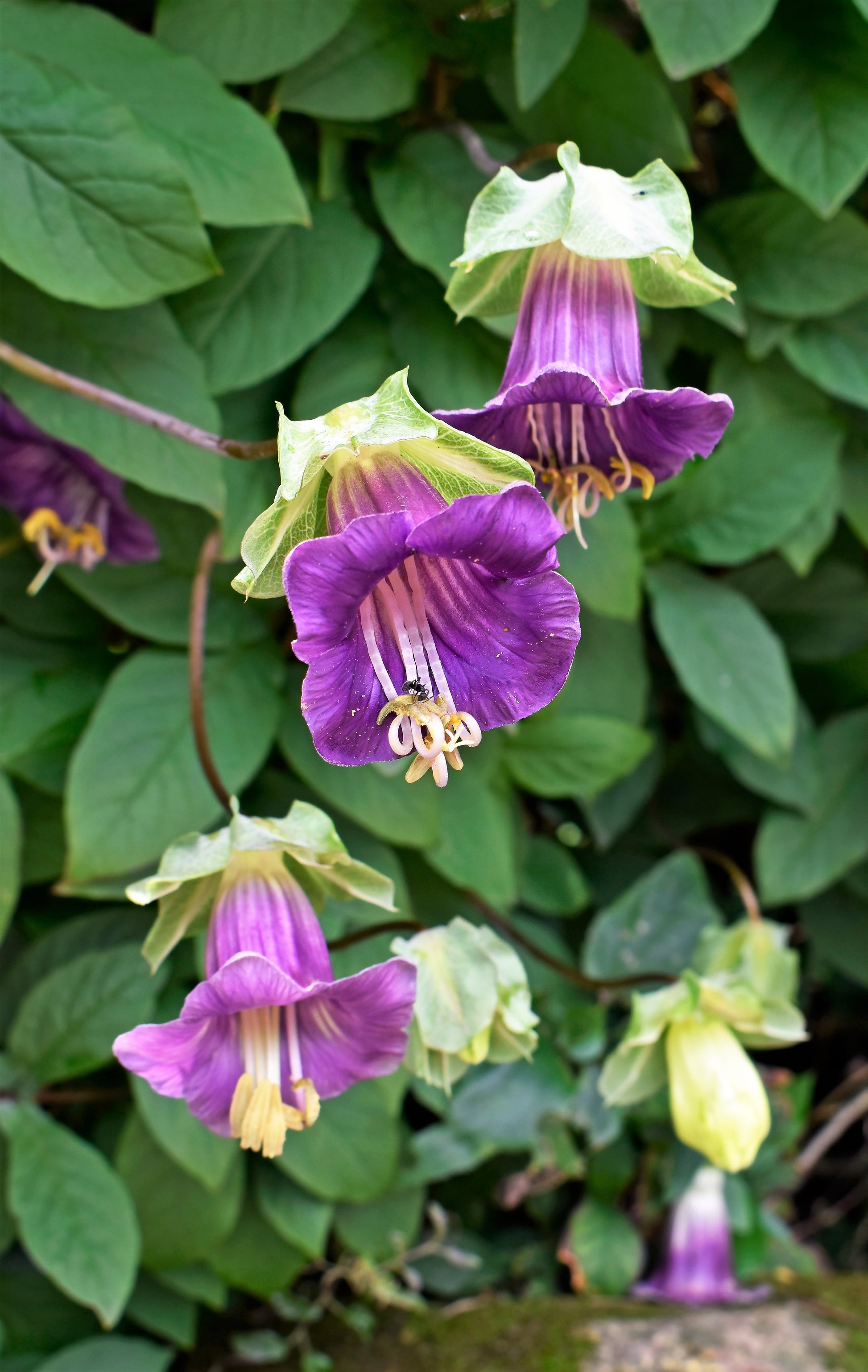 cup & saucer plant 5 CUP & SAUCER VINE Cathedral Bells Cobaea Scandens Climber Purple Hum – Seedville USA
