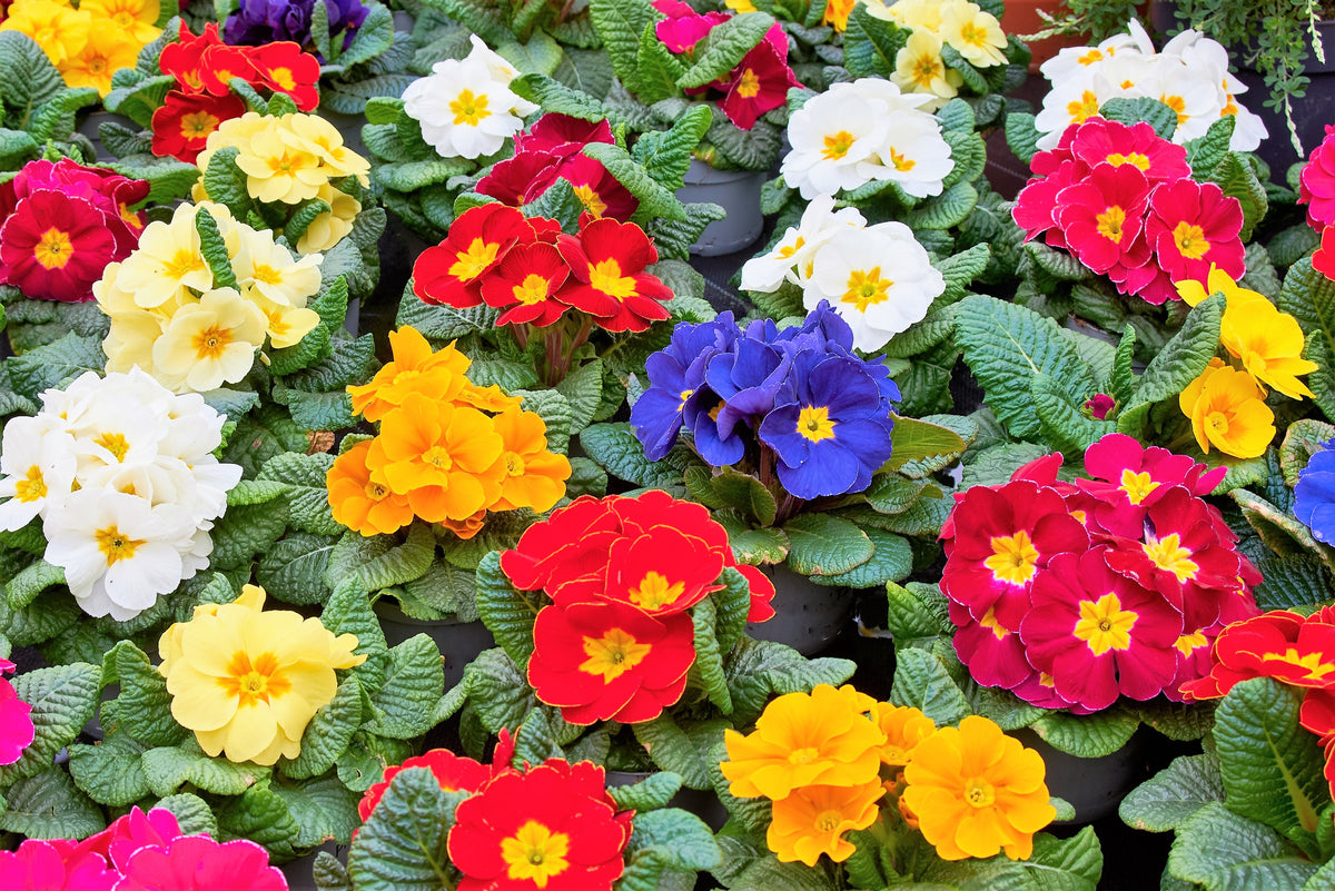 Primula Springtime Mix 50 MIXED ENGLISH PRIMROSE Primula Vulgaris Acaulis Shade Houseplant Fl ...