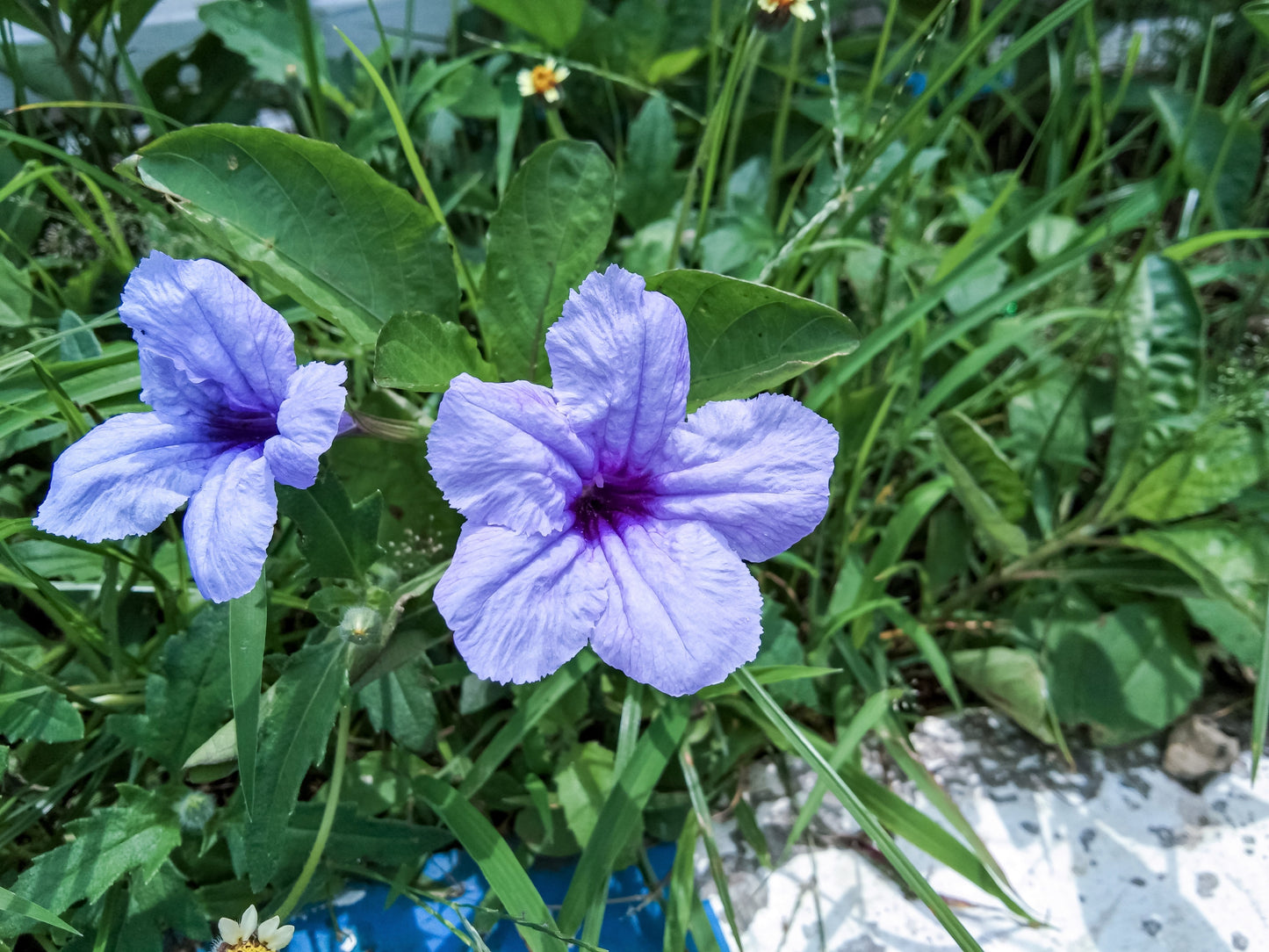 100 Blue Purple FRINGELEAF PETUNIA Wild Ruellia Humilis Perennial Native Flower Seeds