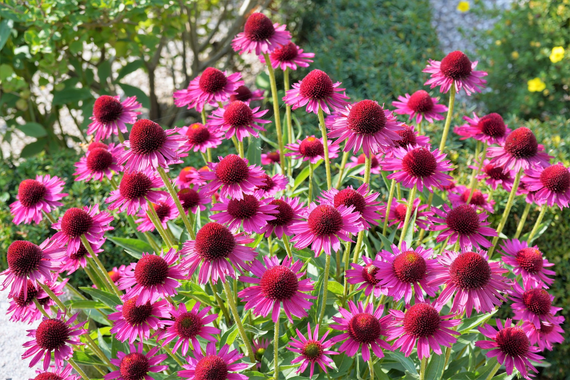 echinacea seeds uk 1000 PURPLE CONEFLOWER Echinacea Purpurea Heirloom Flower Herb Seeds
