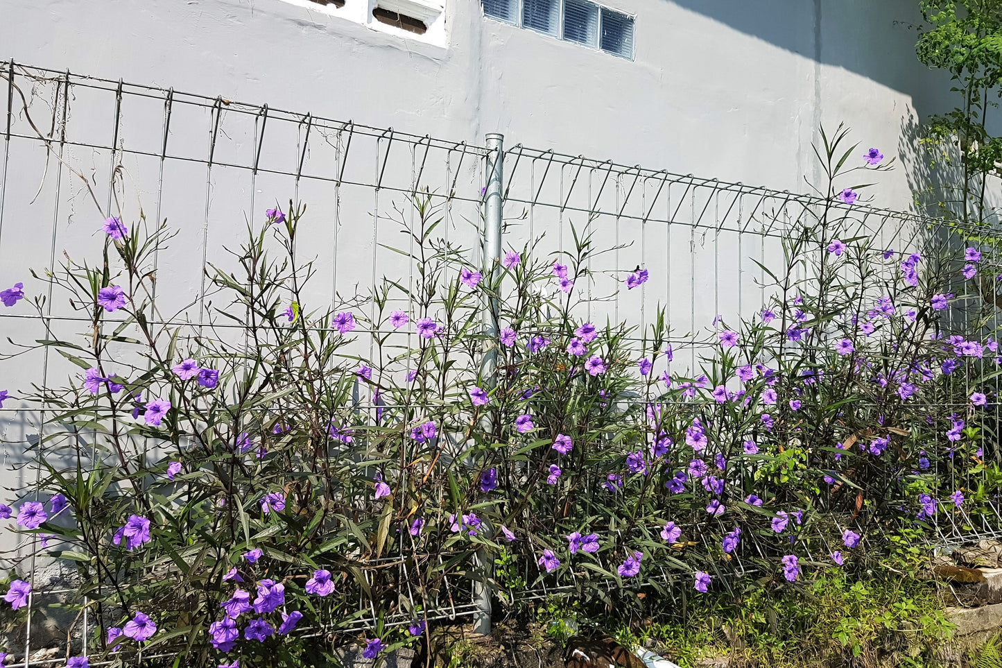 100 Blue Purple FRINGELEAF PETUNIA Wild Ruellia Humilis Perennial Native Flower Seeds