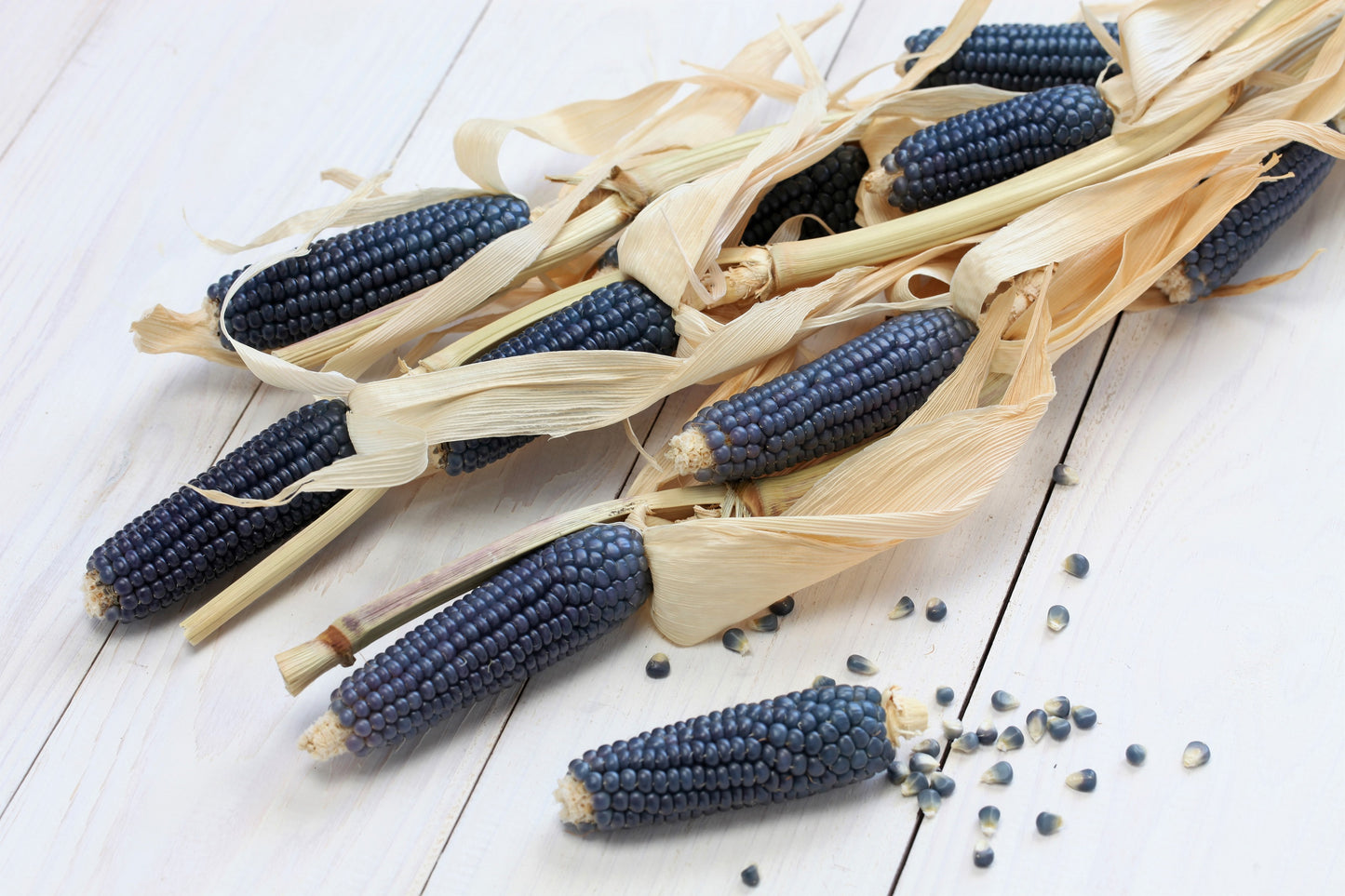 50 BLUE POPCORN Blue Kernels Pop White Corn Zea Mays Vegetable Seeds
