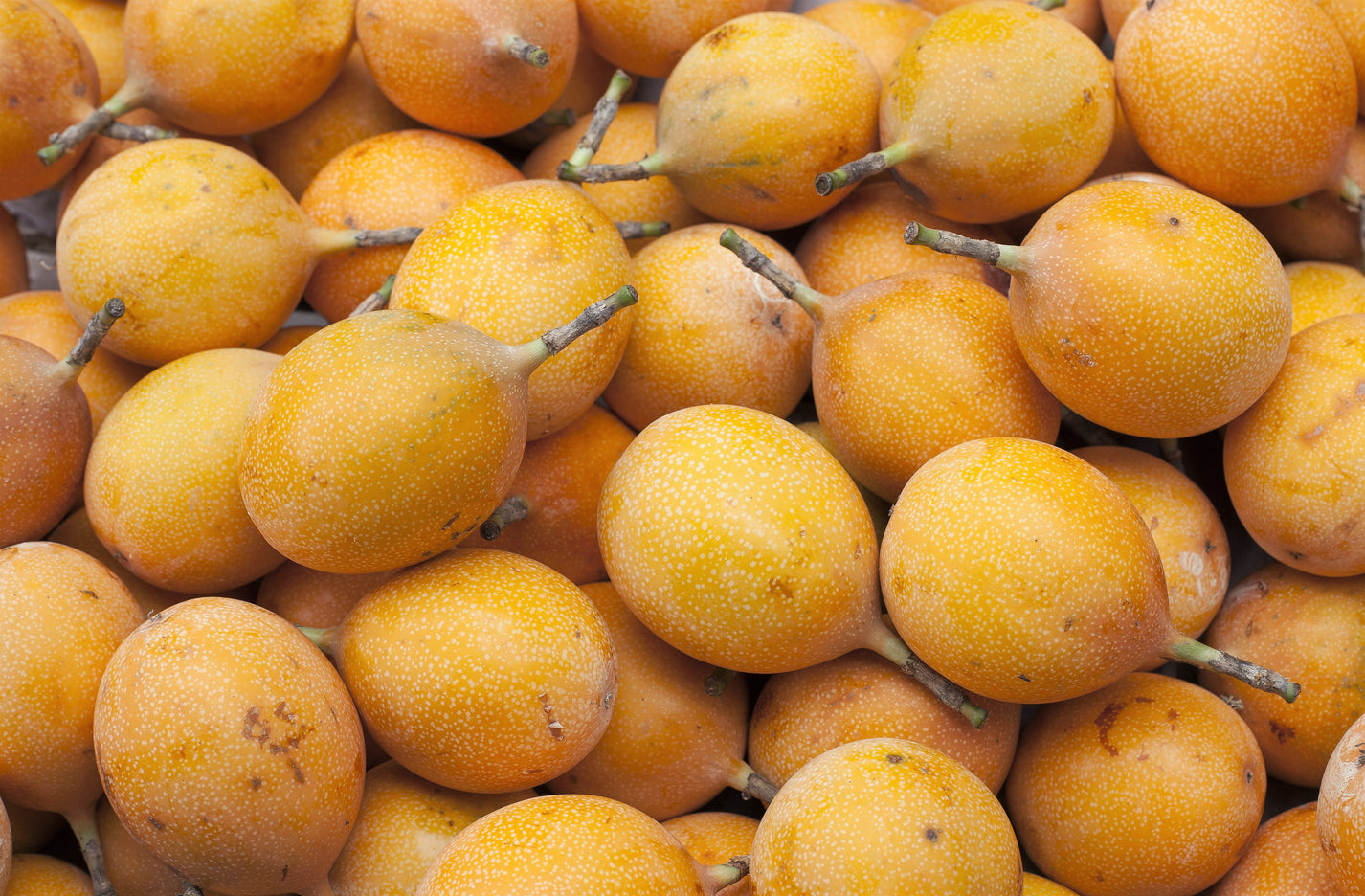 10 SWEET GRANADILLA Yellow Passionfruit Grenadia Sugar Fruit Passiflor