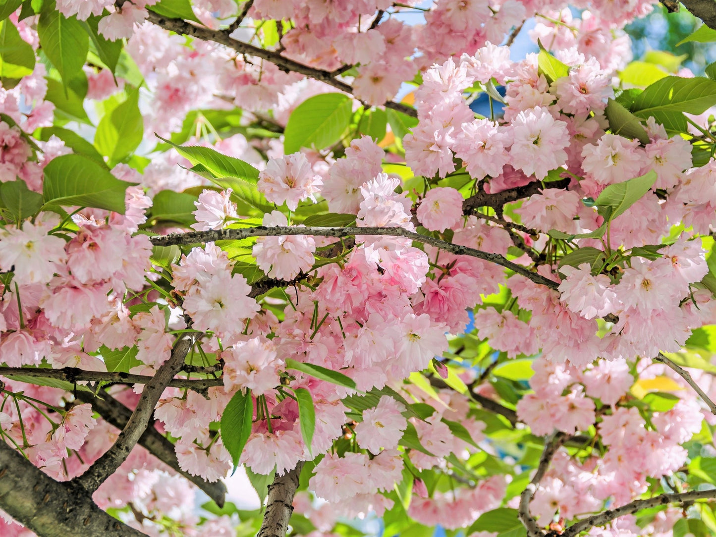 10 Japanese MOUNTAIN CHERRY Hill Cherry Prunus Serrulata Spontanea Pink & White Flowers Red Fruit Tree Seeds