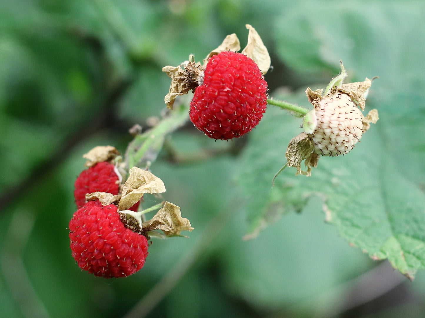 50 THIMBLEBERRY Rubus Parviflorus Edible Red Berry Fruit Native White Flower Sun or Shade Shrub Seeds
