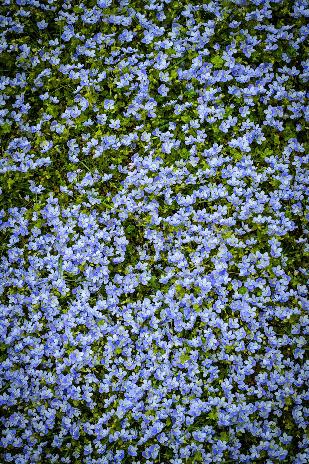 25 CREEPING BLUE SPEEDWELL Veronica Repens Groundcover Flower Seeds ...
