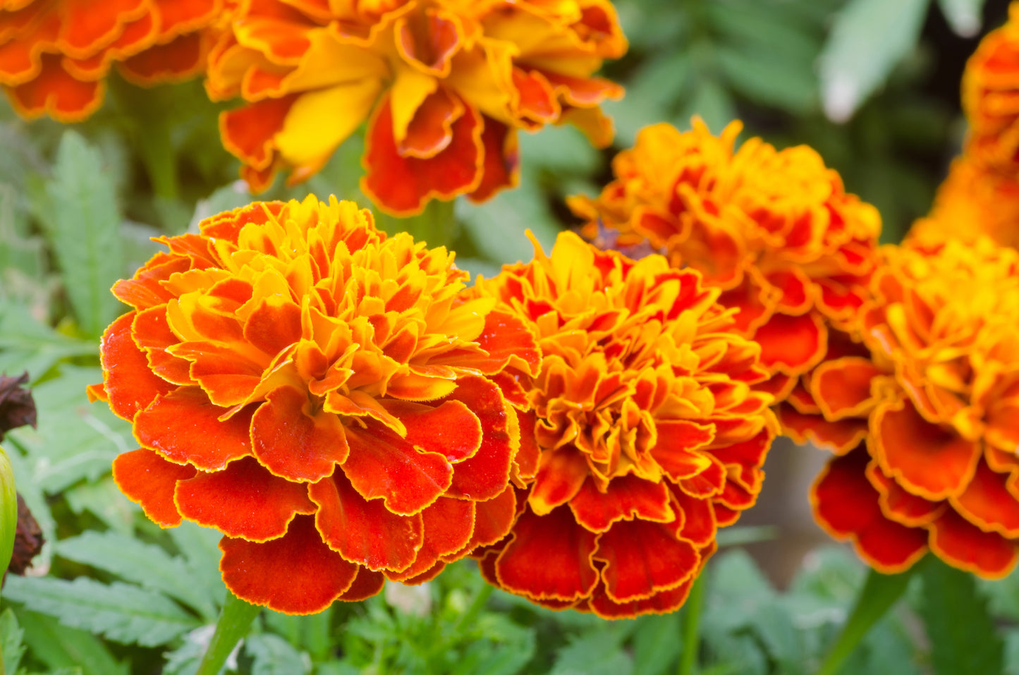 400 FRENCH MARIGOLD SPARKY Mixed Colors Calendula Orange Yellow Red Flower Seeds