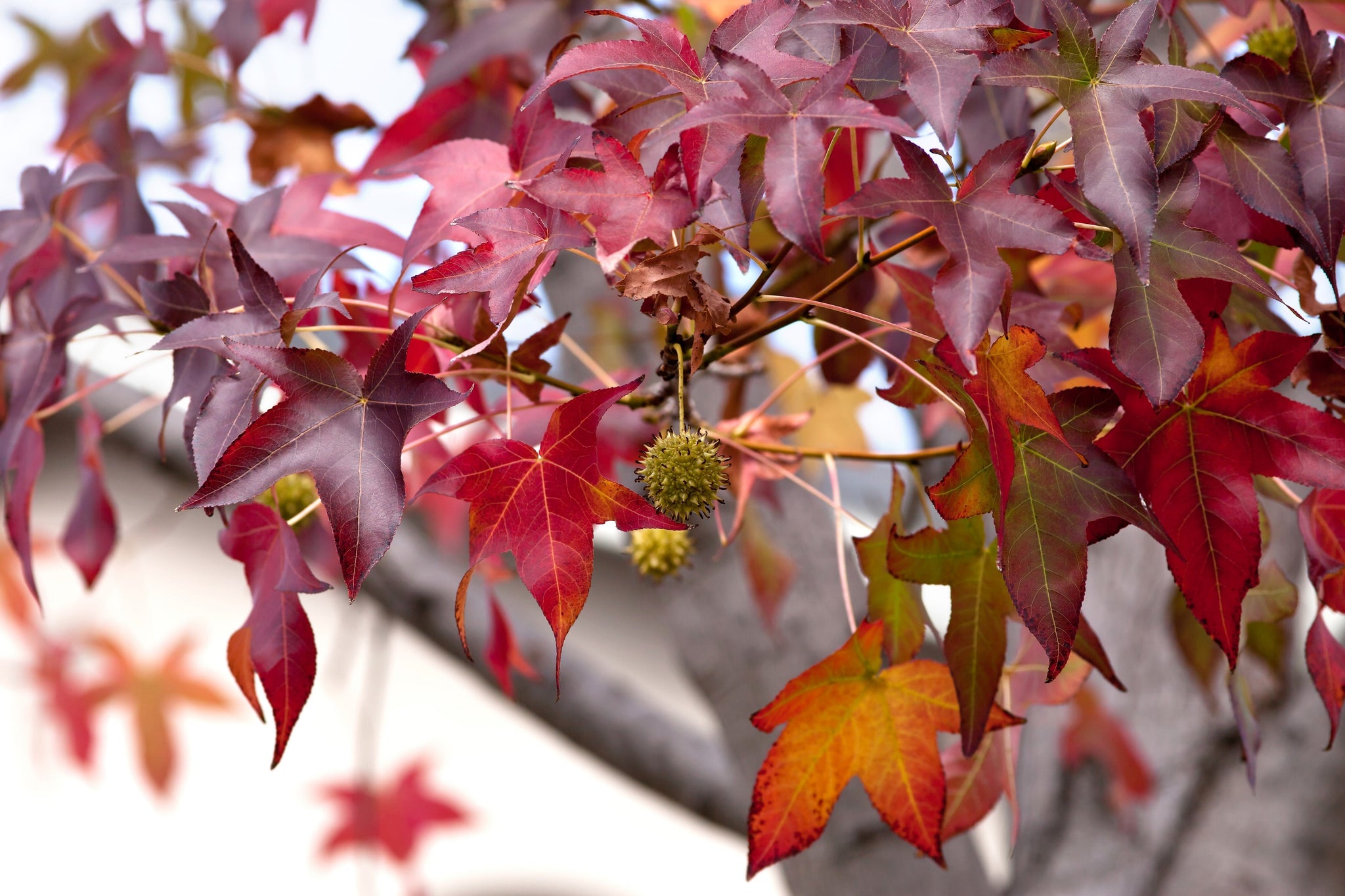 50 AMERICAN SWEETGUM Liquidambar Styraciflua Storax Alligator Sweet Gu ...