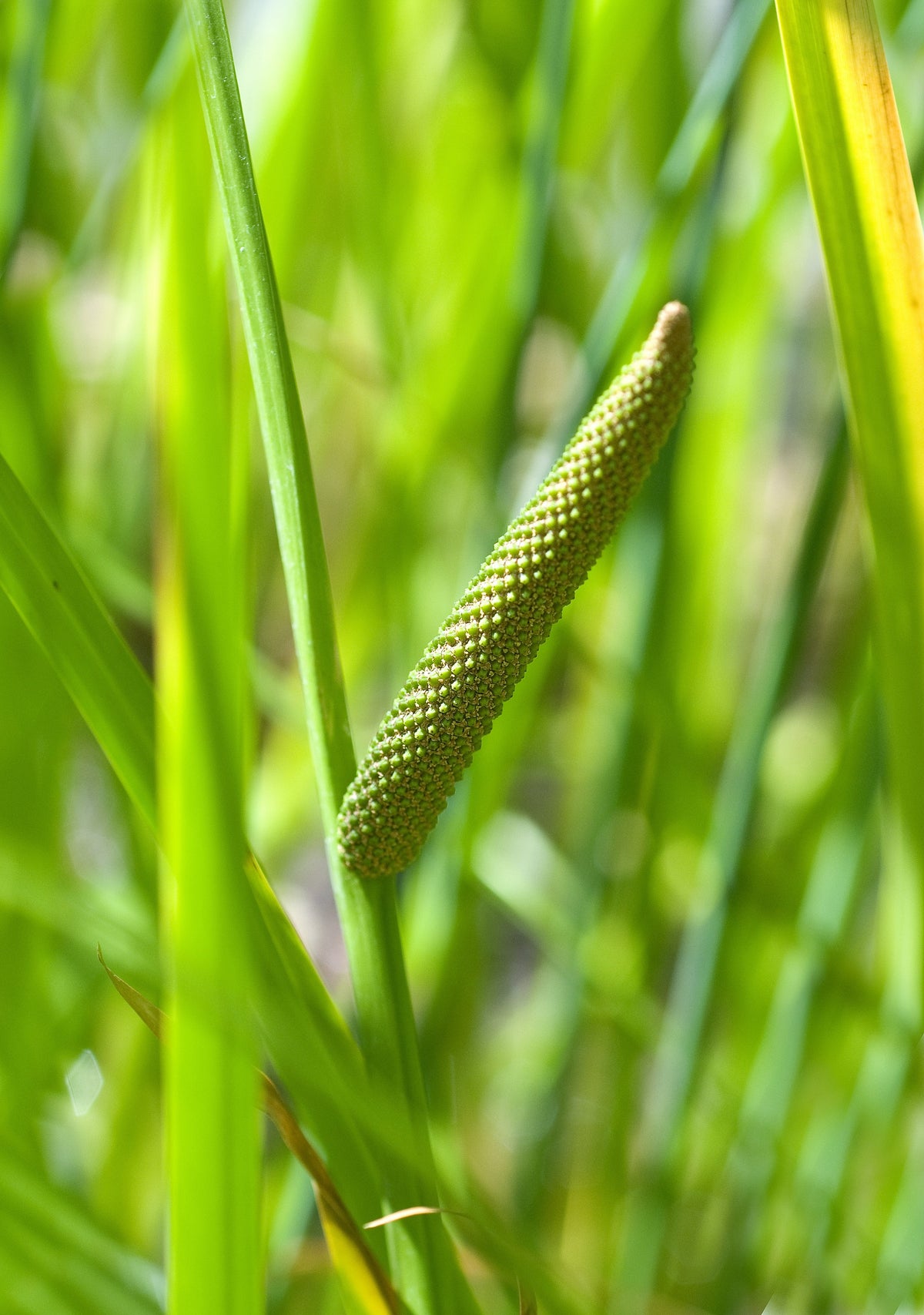 250 SWEET FLAG GRASS Wetland Pond Acorus Calamus Ornamental Seeds ...