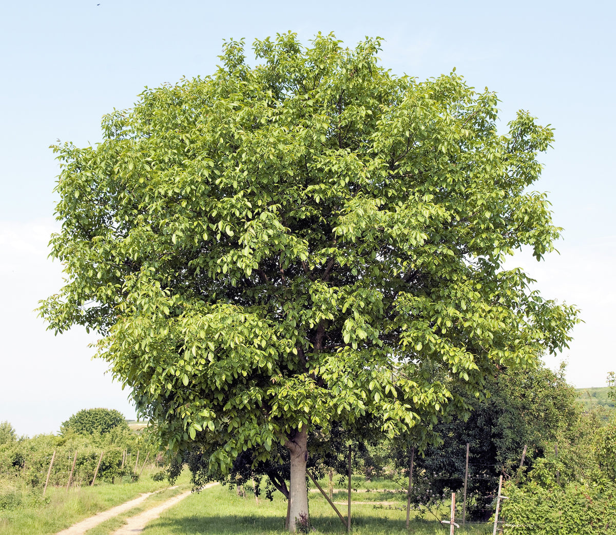 5 ENGLISH WALNUT aka Common, Hardy Carpathian, Persian Nut Fruit Tree ...