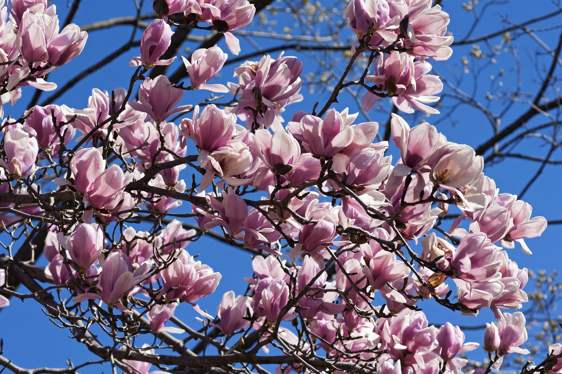 magnolia lily flower tree 5 LILY MAGNOLIA Flower TREE Pink & Purple Fragrant Tulip Magnol Liliiflora Seeds