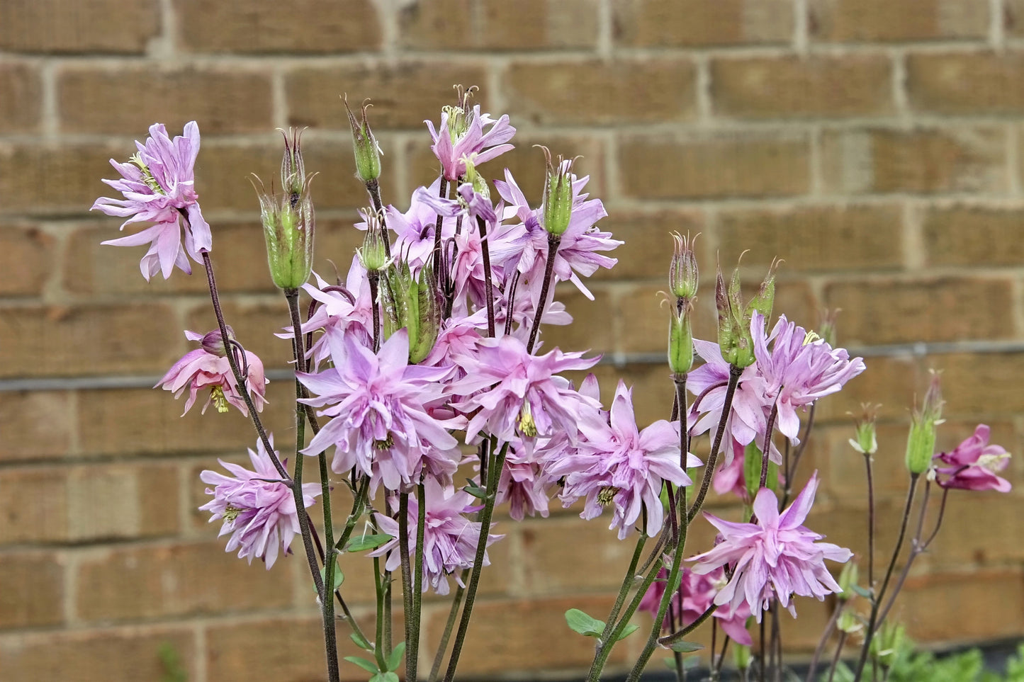 100 TALL DOUBLE COLUMBINE Aquilegia Vulgaris Mixed Colors Red, Pink, Purple, & White Flower Seeds