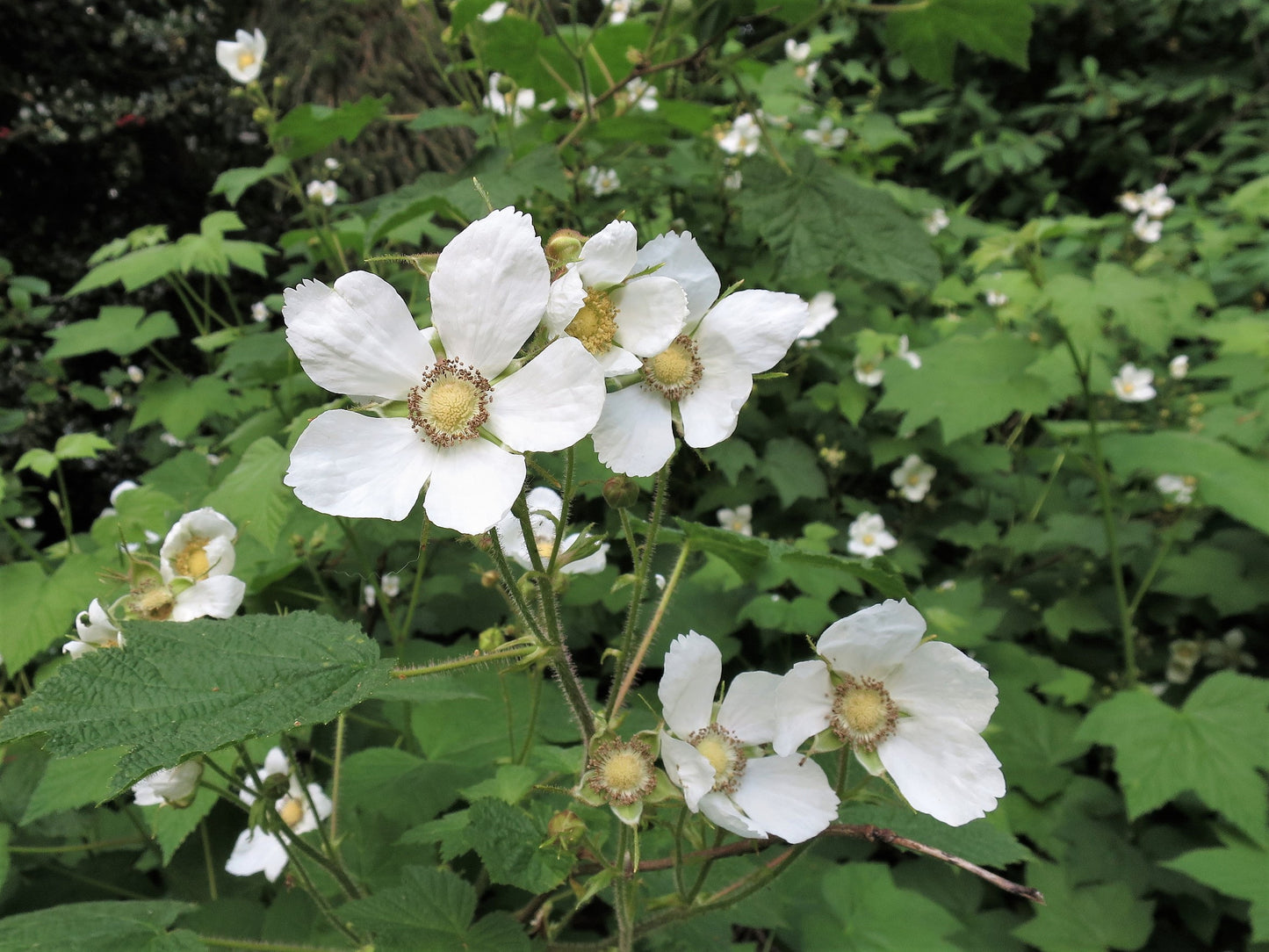 50 THIMBLEBERRY Rubus Parviflorus Edible Red Berry Fruit Native White Flower Sun or Shade Shrub Seeds