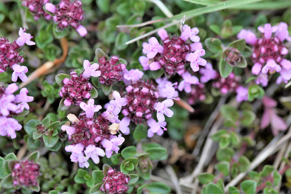 1000 LEMON THYME Thymus Pulegioides Herb Purple Flower Fragrant Evergr ...