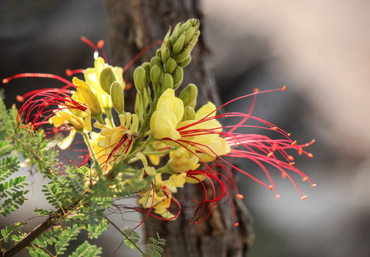 5 DESERT BIRD OF PARADISE Shrub Caesalpinia Gilliesii Poinciana Red & Yellow Flower Seeds